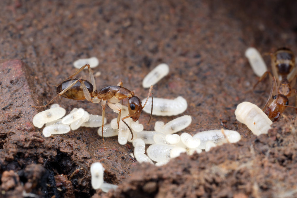Camponotus sp 13.jpg