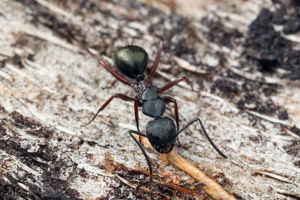 Camponotus sp WA.jpg