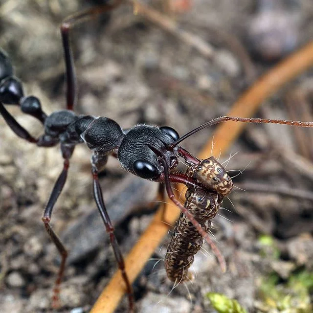 A large bullant that has caught a caterpillar returns to her nest.
.
.
.
Ants are unable to chew and generally only consume liquid sugars. This caterpillar, a great source of protein, will be fed to the larvae.
.
.
.