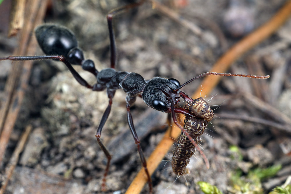 Myrmecia pyriformis with prey.jpg