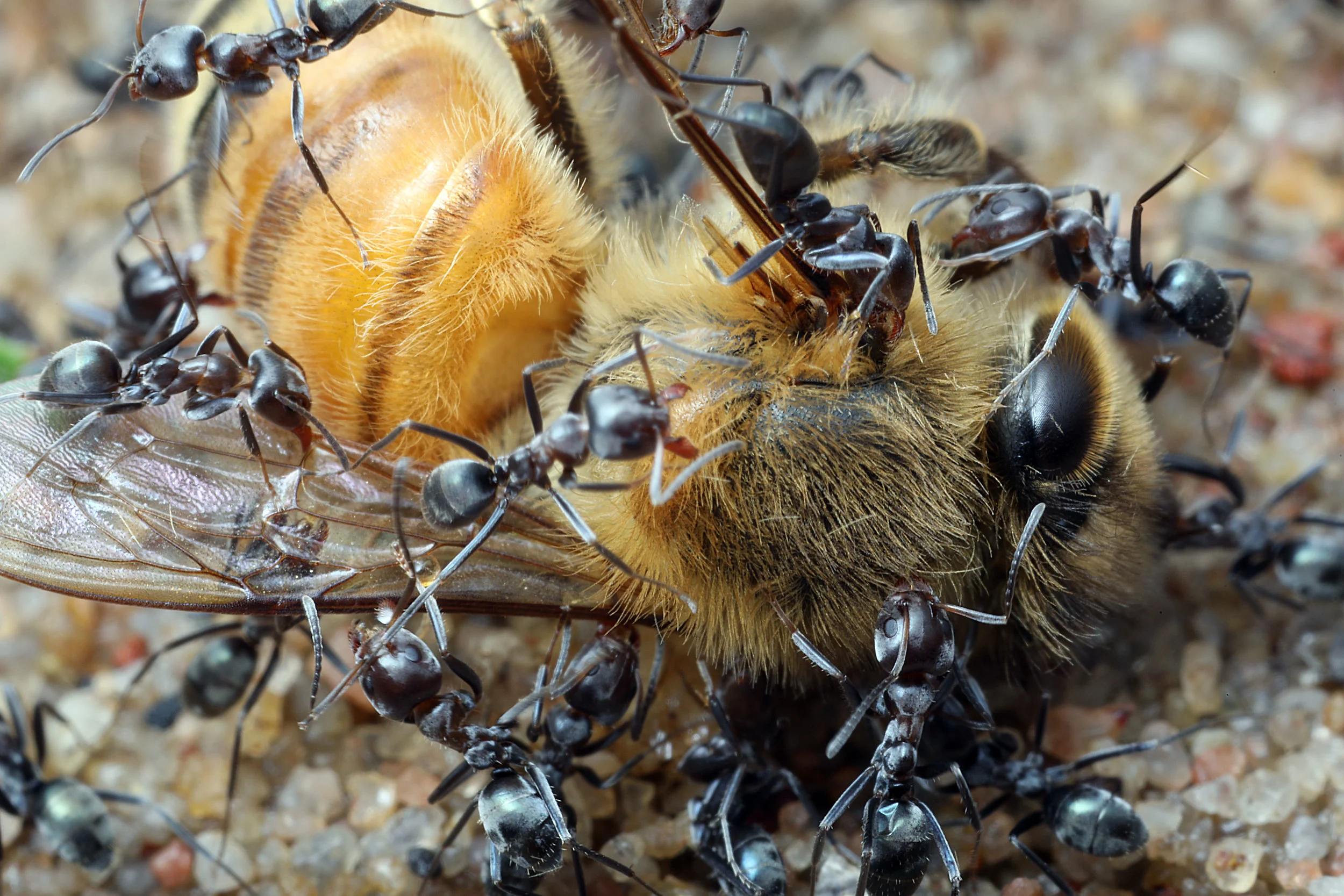 Ant Food Explained โ Gamergate Biology Diagrams