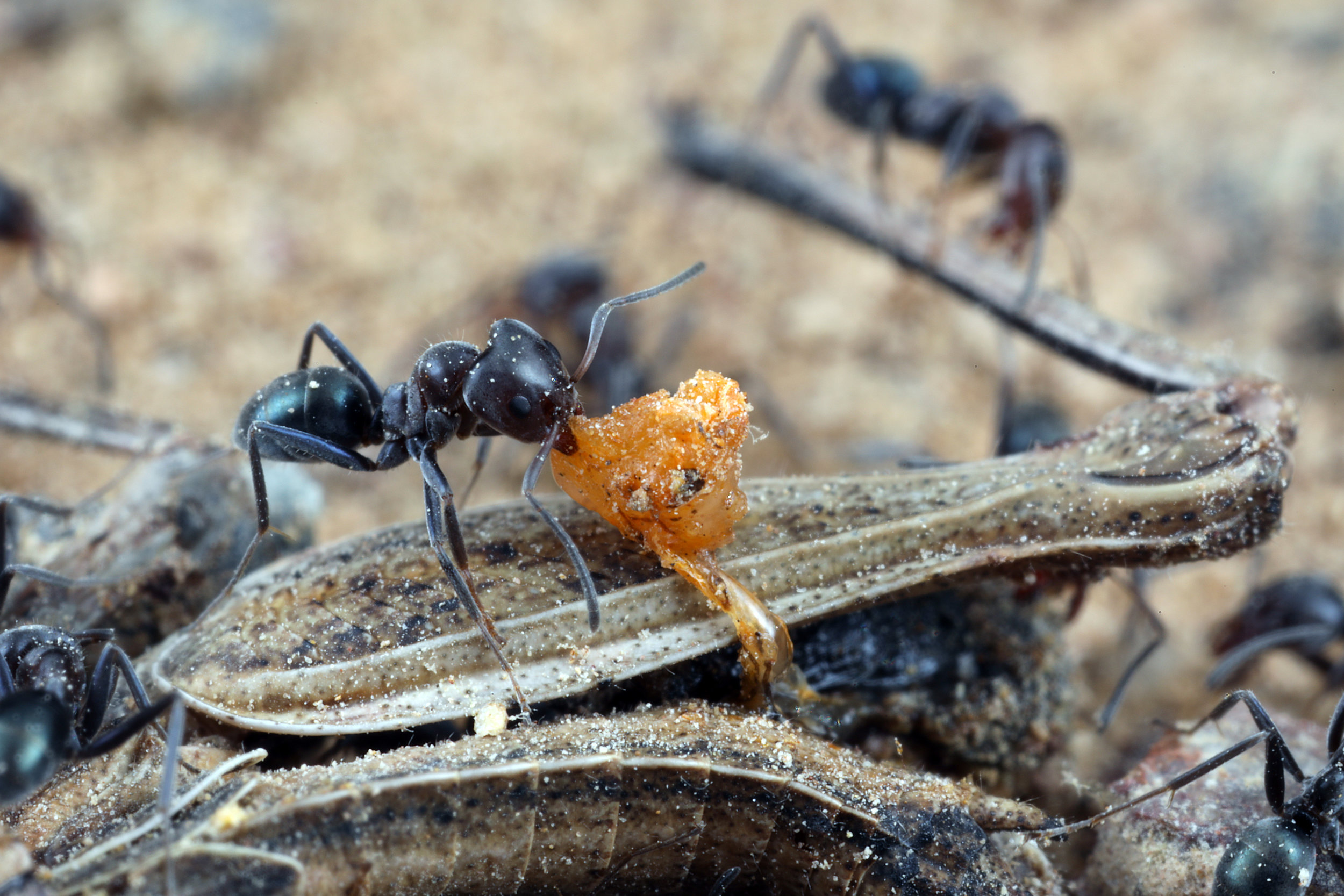 Details about   10g Ant Food Cereal Harvester Grain Food Colony Ants Queen Food Dried Feeds 