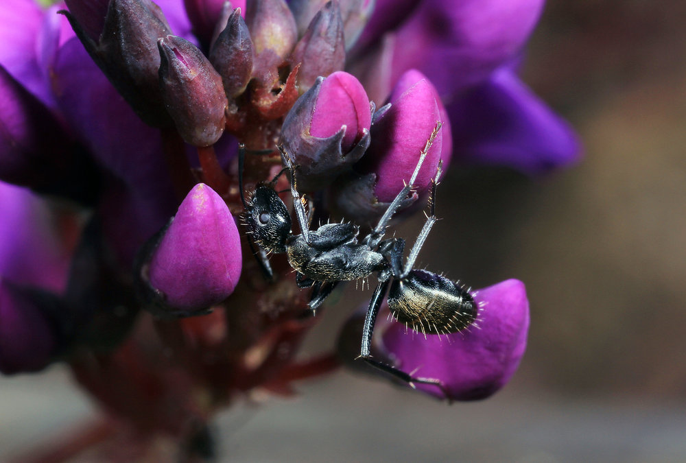 Camponotus sp 3.jpg
