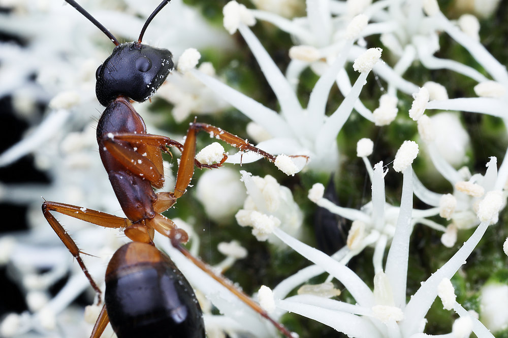 Camponotus consobrinus 5.jpg