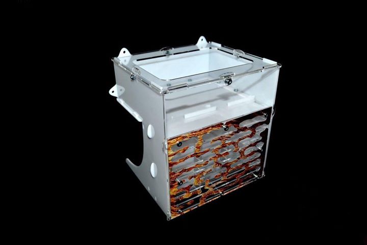 Wall Mounted Formicarium