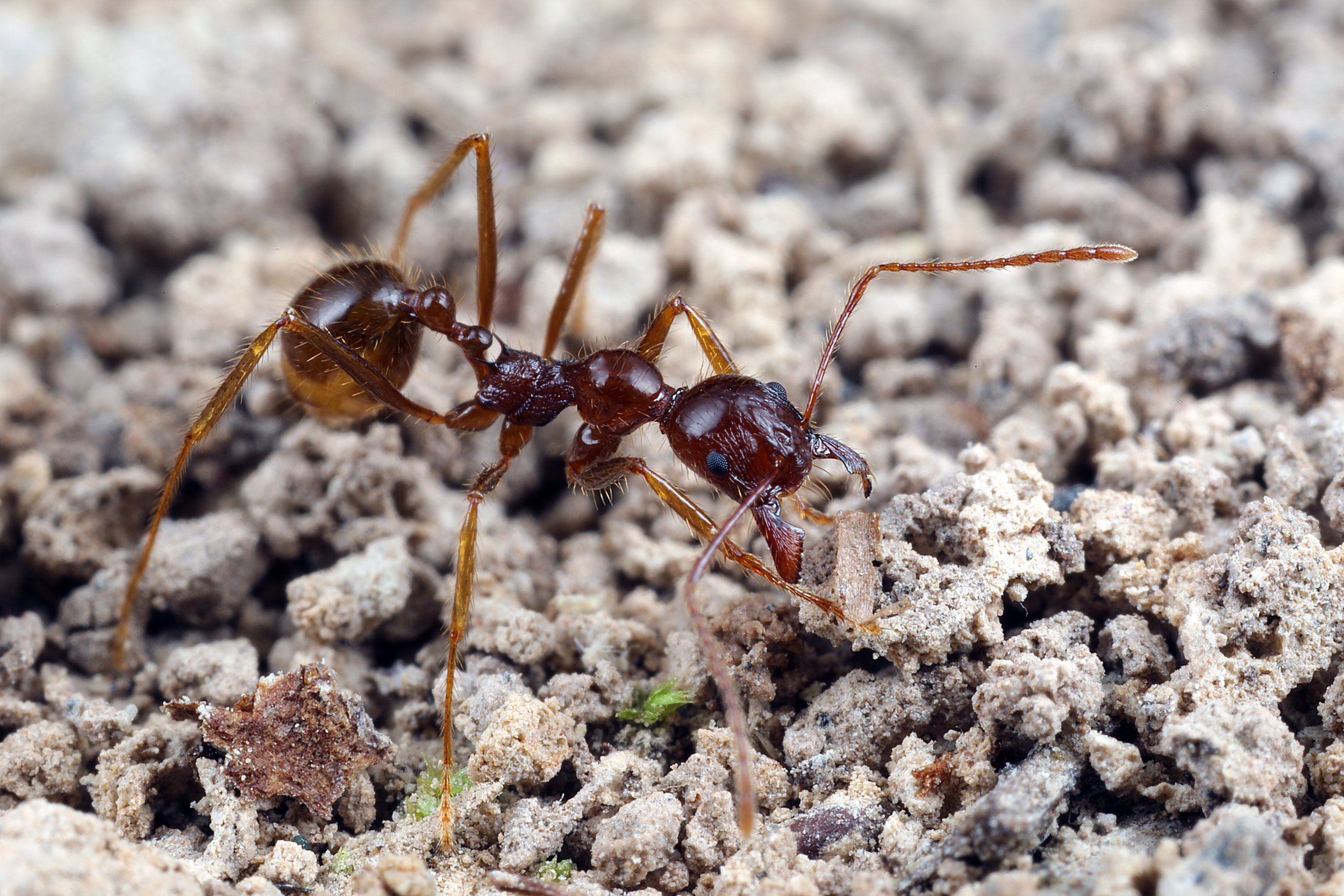 Aphaenogaster longiceps