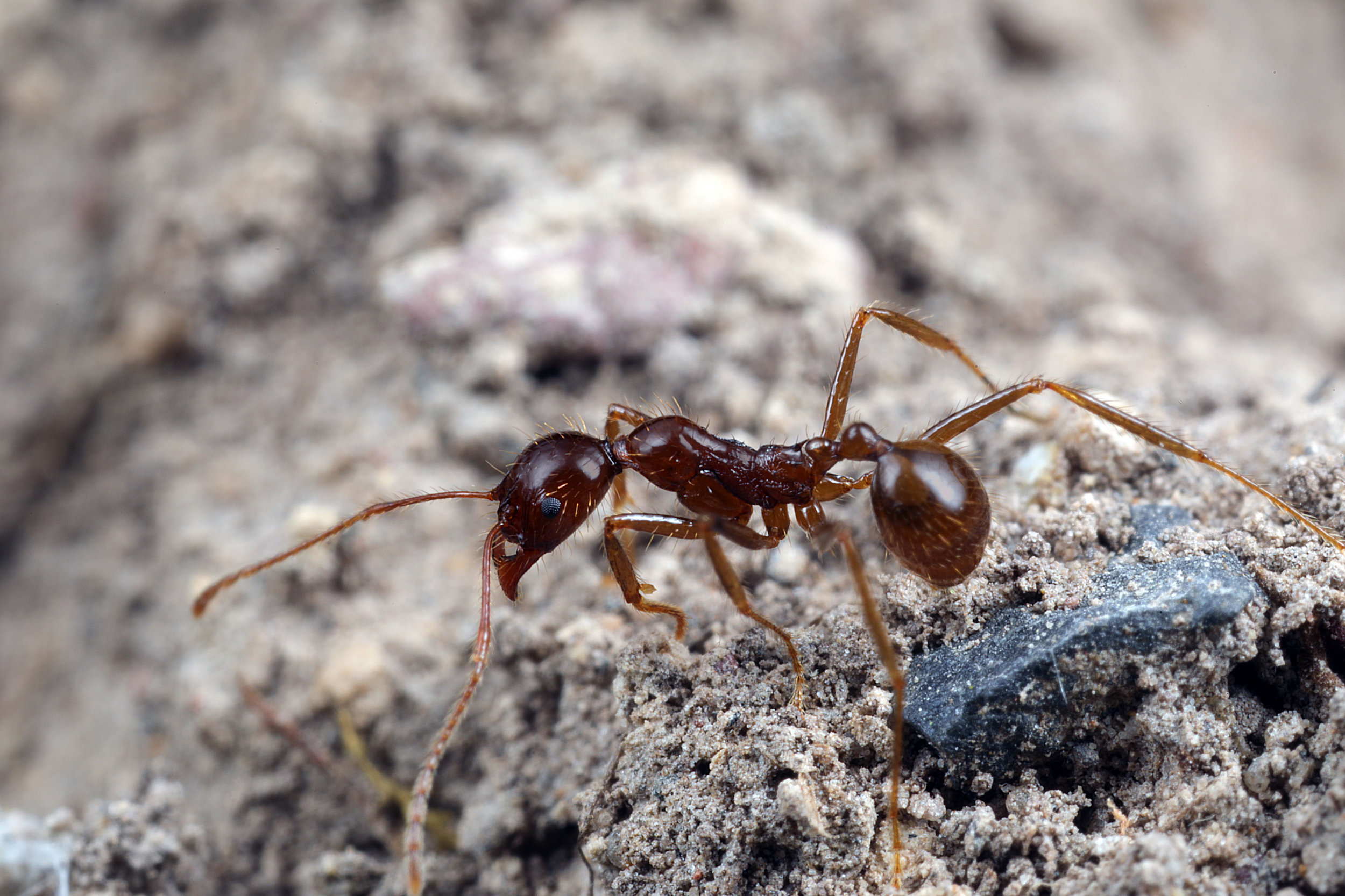 Aphaenogaster longiceps