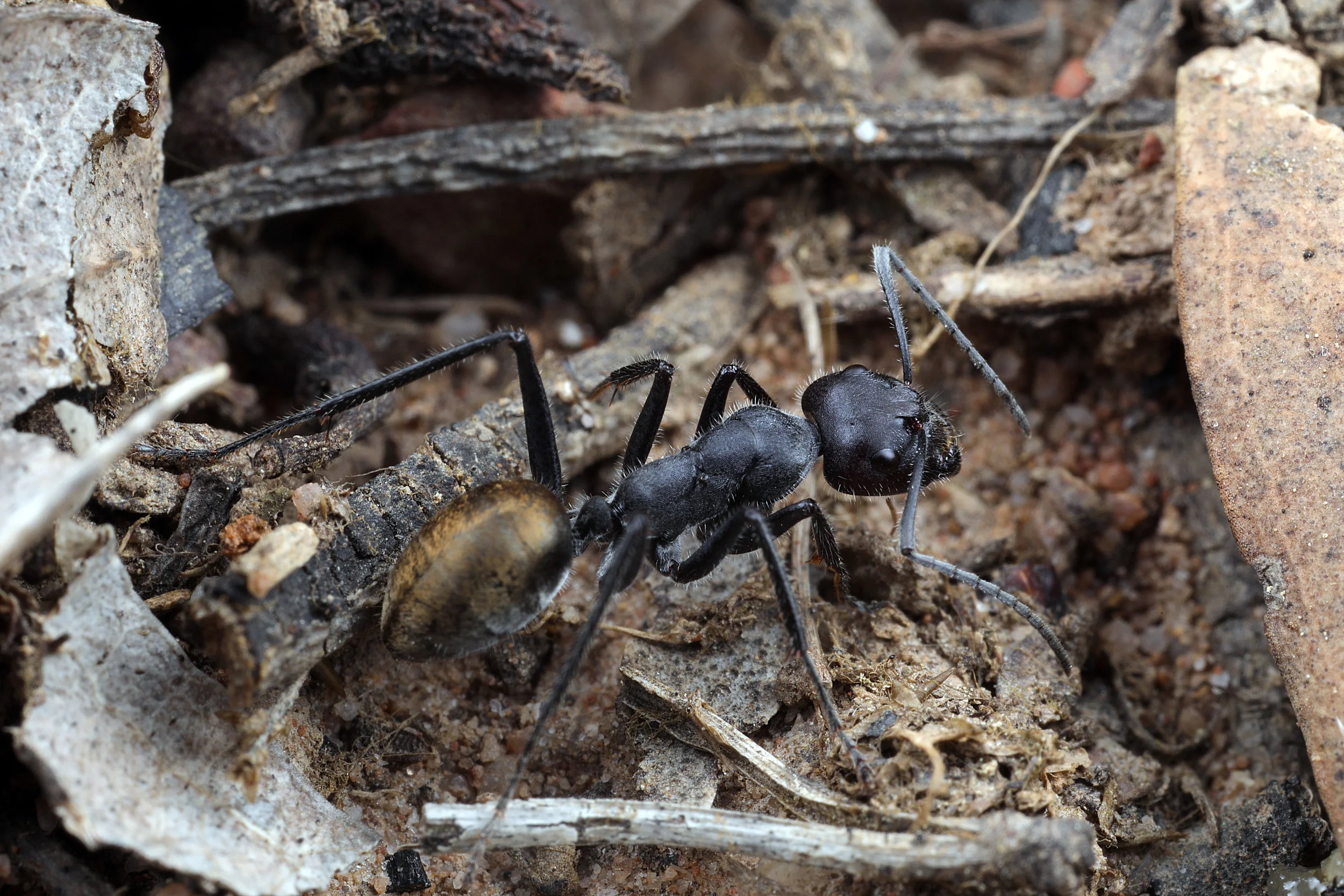 Camponotus cf suffusus