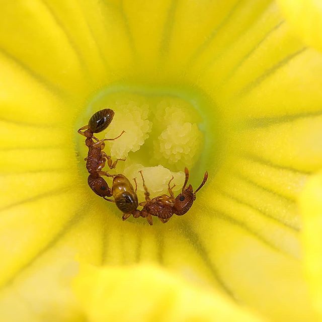 Two tiny Monomorium ants drink nectar from a flower.
.
.
.
Like bees, ants are also responsible for inadvertently pollenating plants.