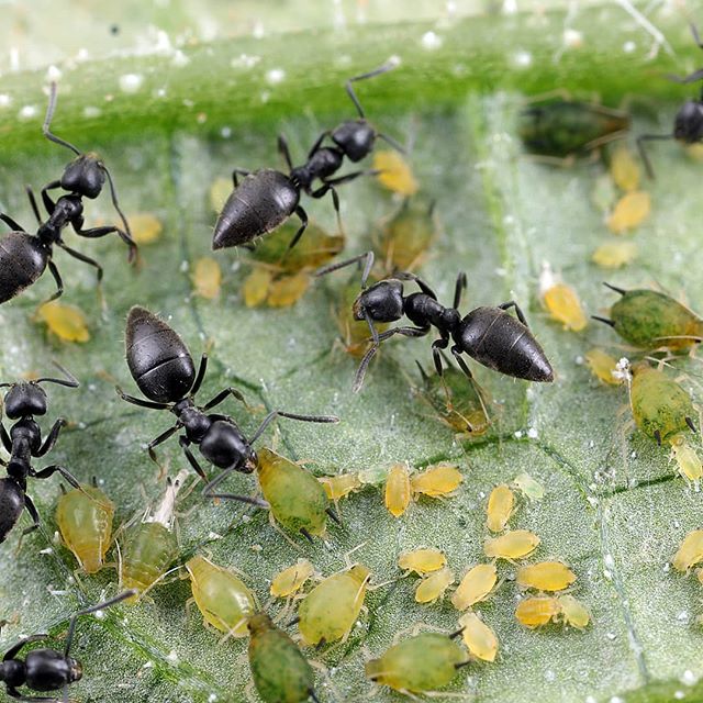 Ants are known to herd or farm other insects to eat their sugary secreations.
.
.
.
In this photo, tiny Technomyrmex ants protect these even smaller aphids from predators. .
.
.