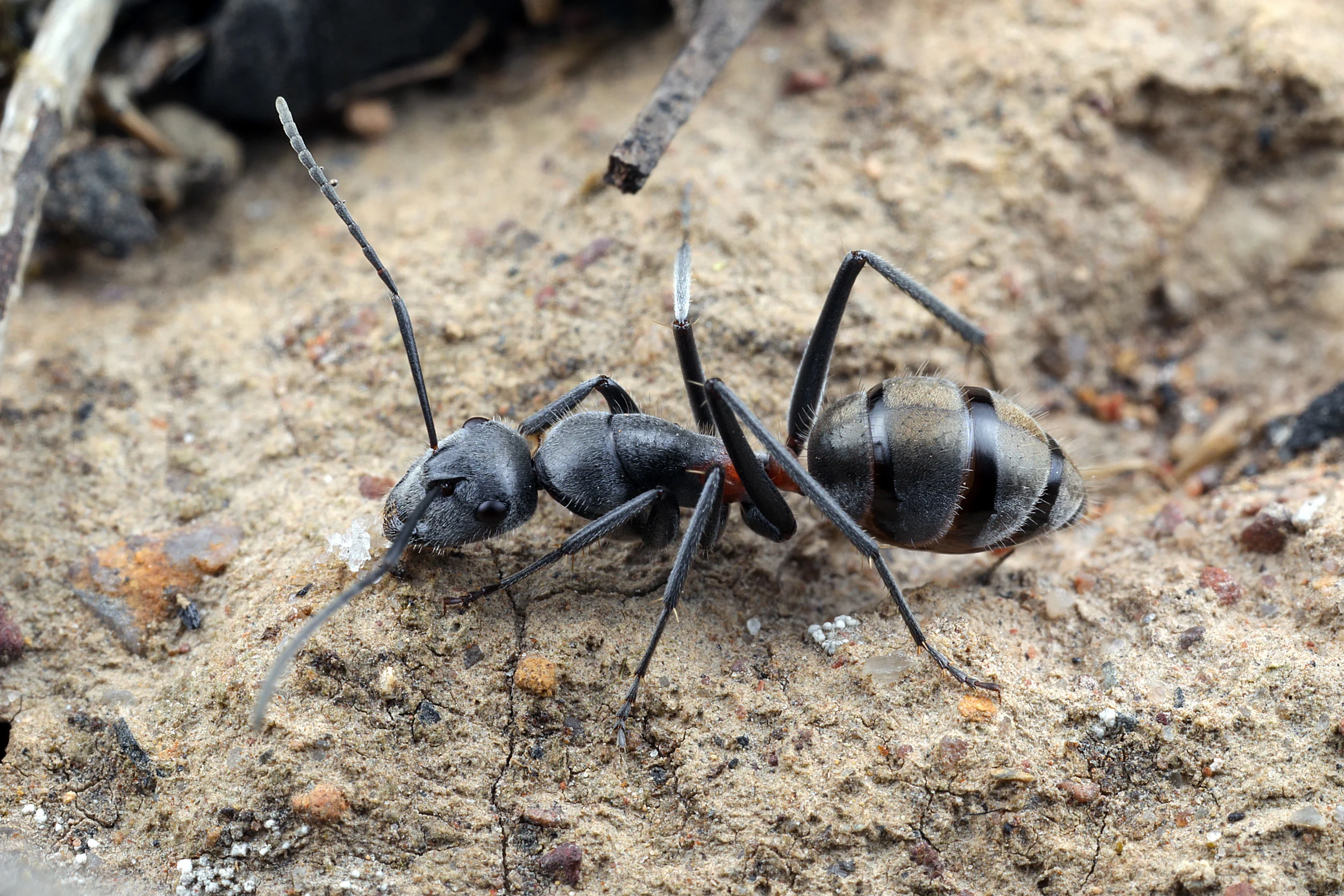 Camponotus sp.