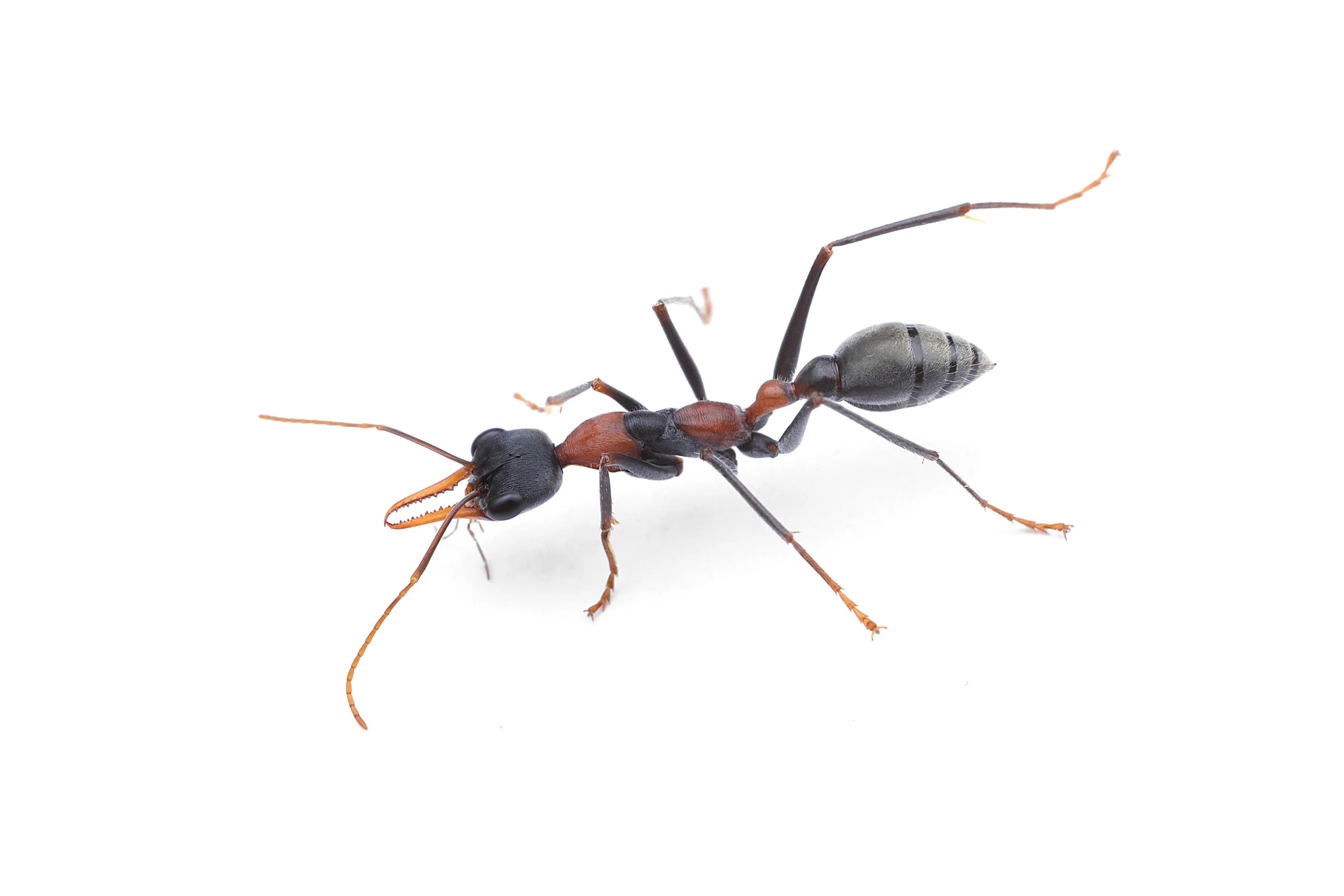 Myrmecia nigrocincta