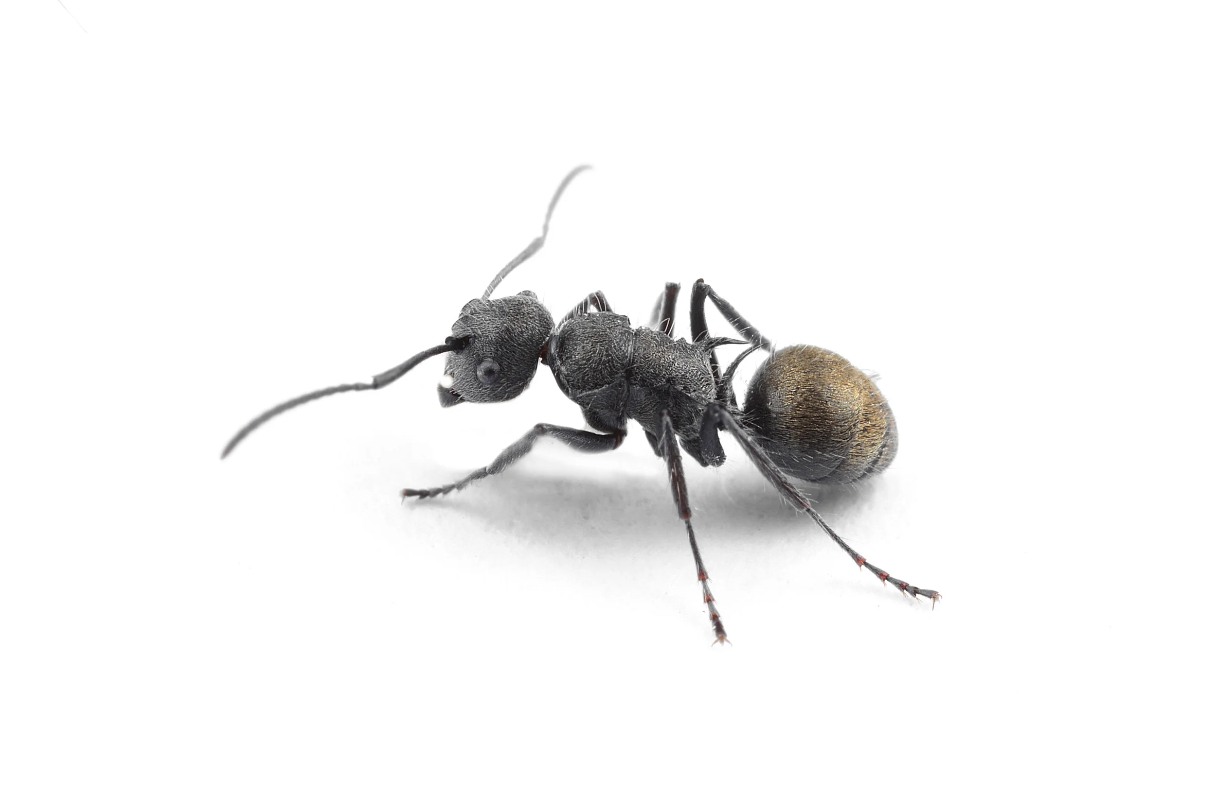 Polyrhachis sp.