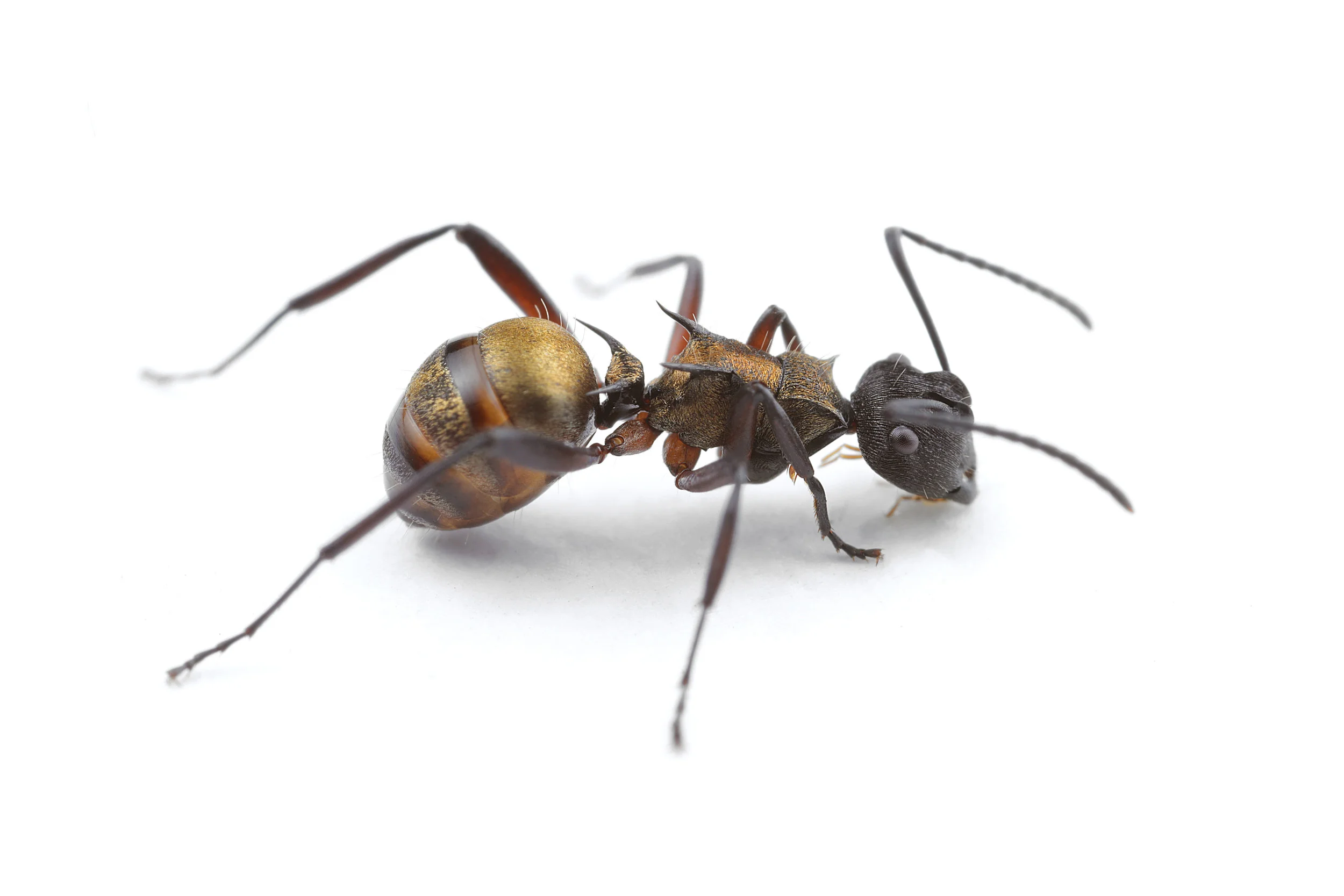 Polyrhachis rufifemur