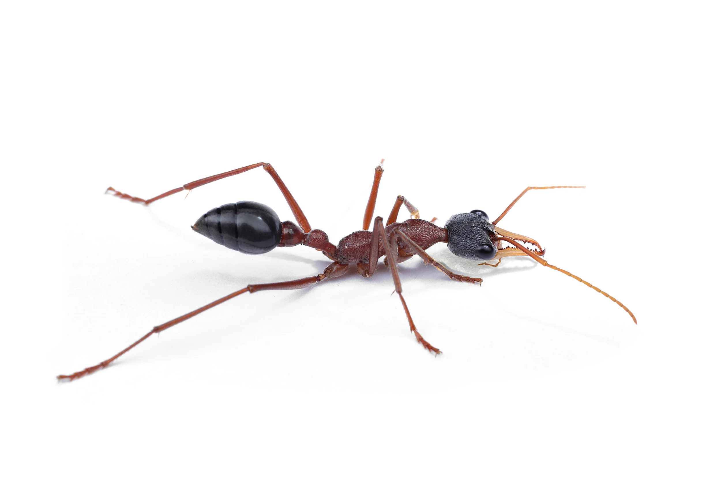 Myrmecia nigriceps