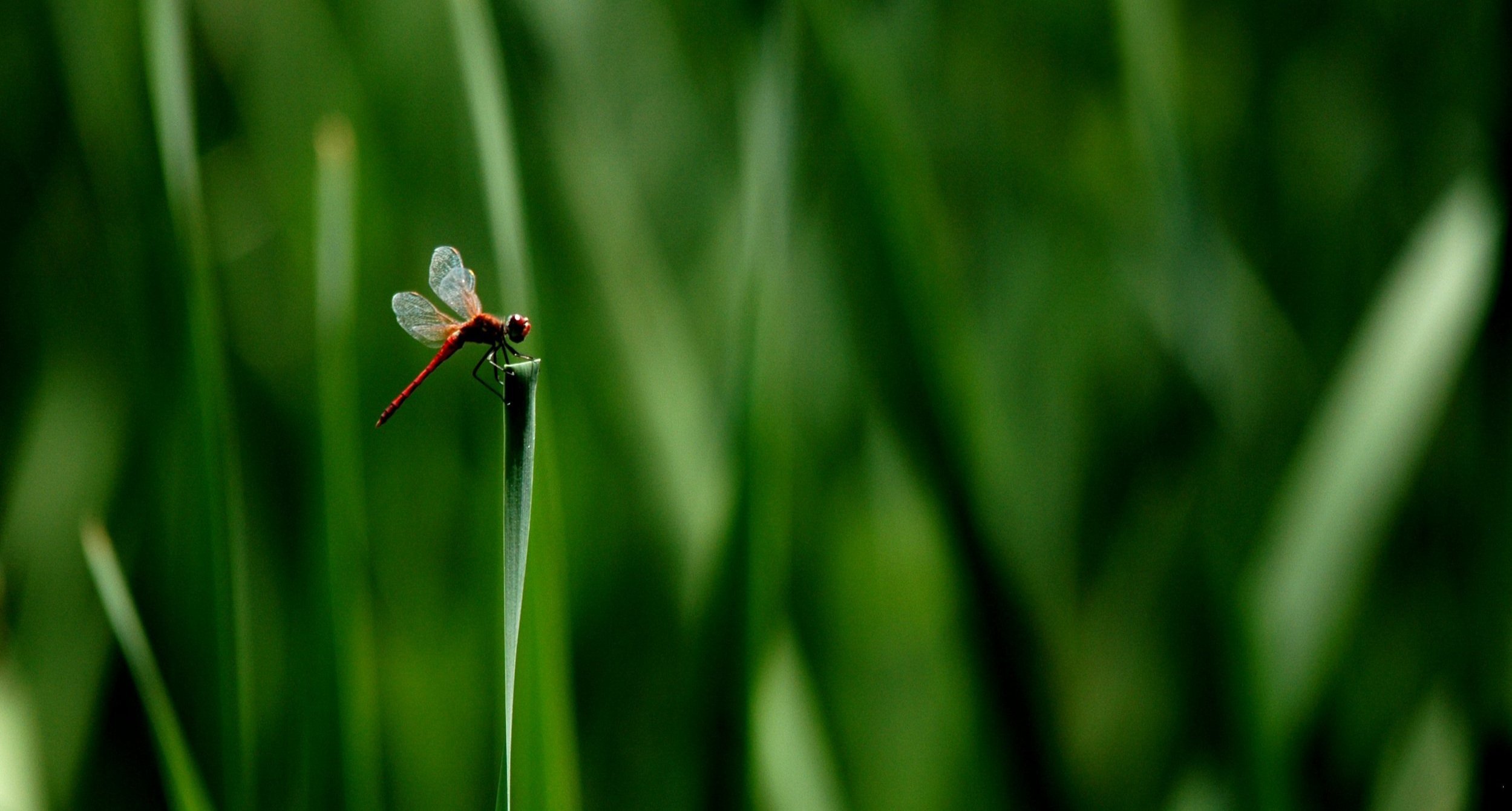 South+Africa+-+Dragonfly+-+Jeandre+Gerding.jpg