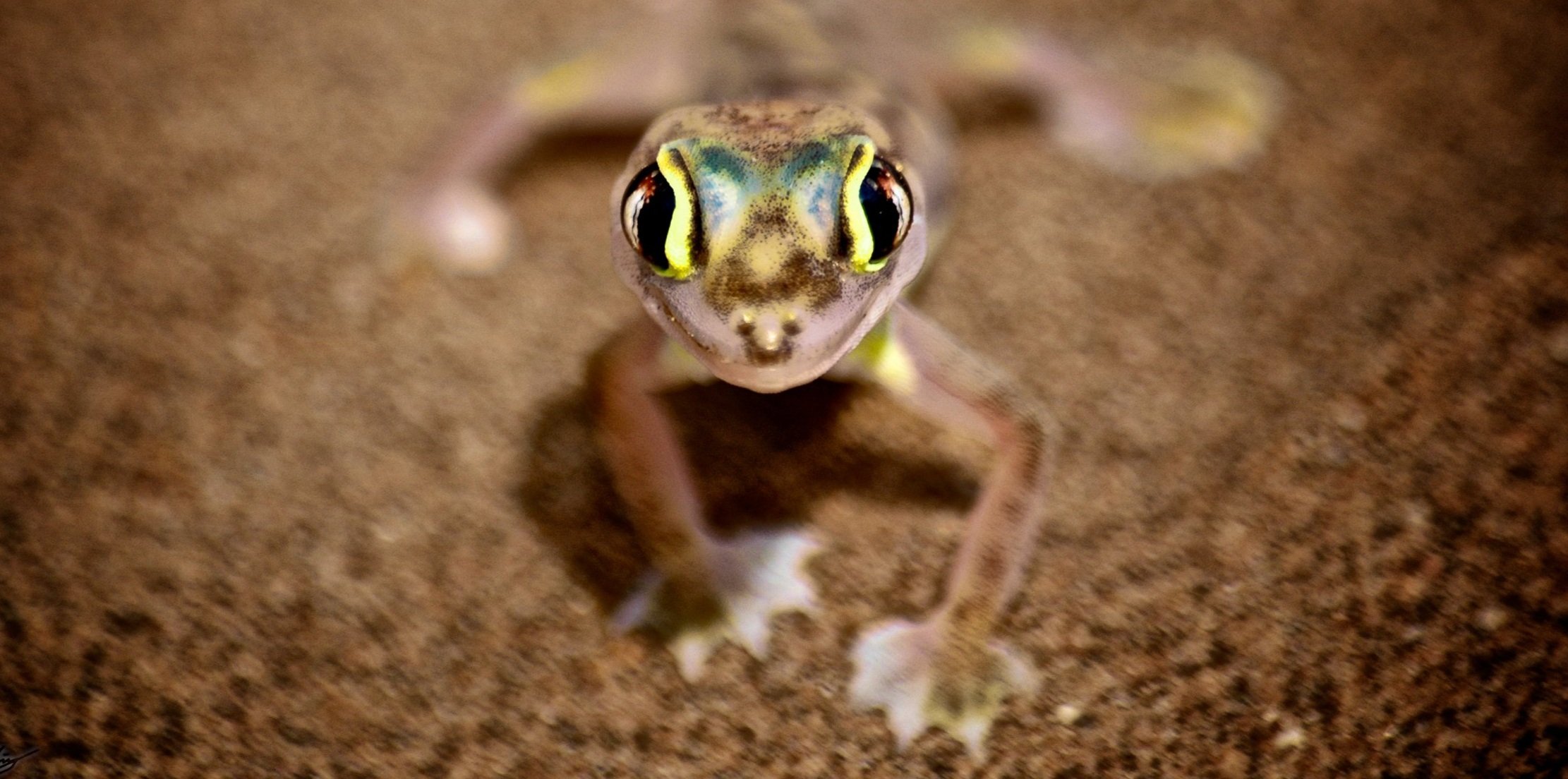 Namibia+-+Namib+Dune+Gecko+-+Jeandre+Gerding.jpg