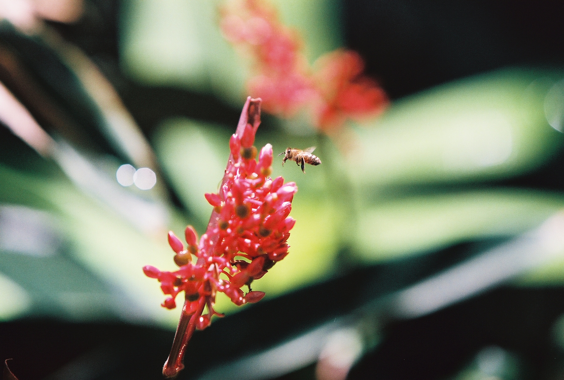 the bee_hawaii.jpg