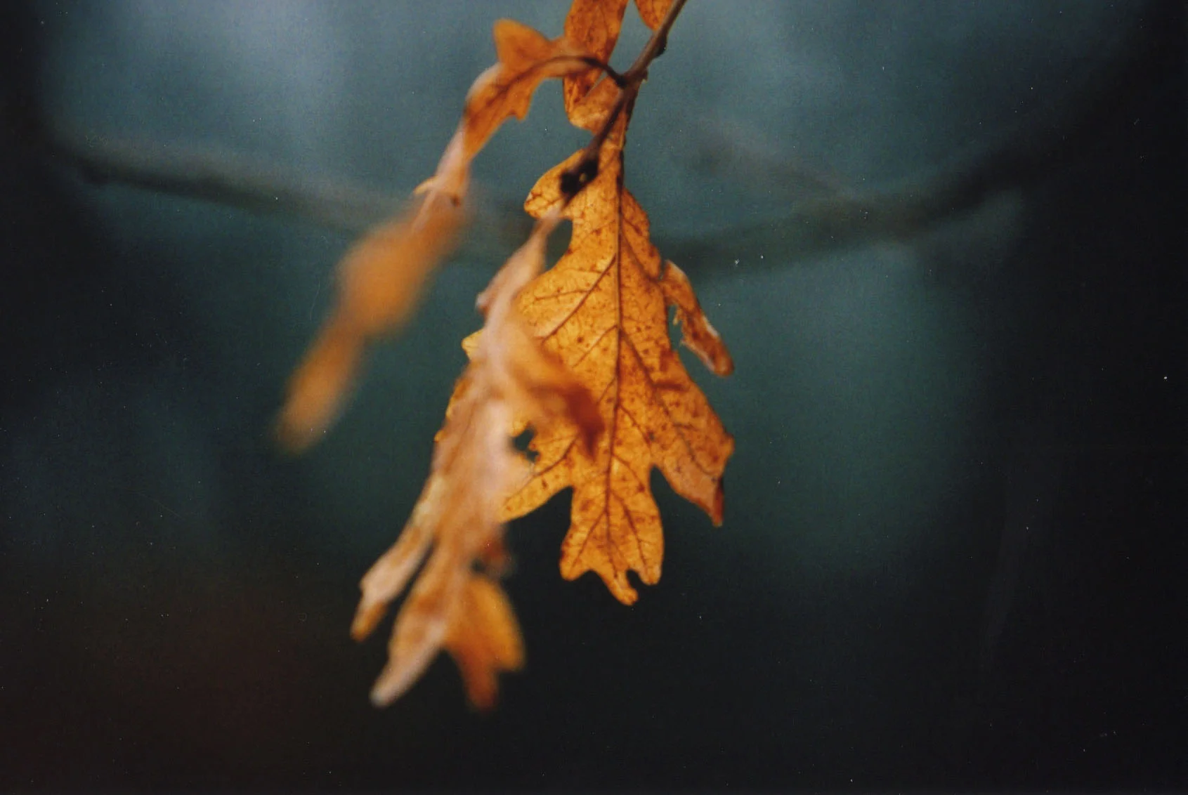 the leaf in winter.jpg