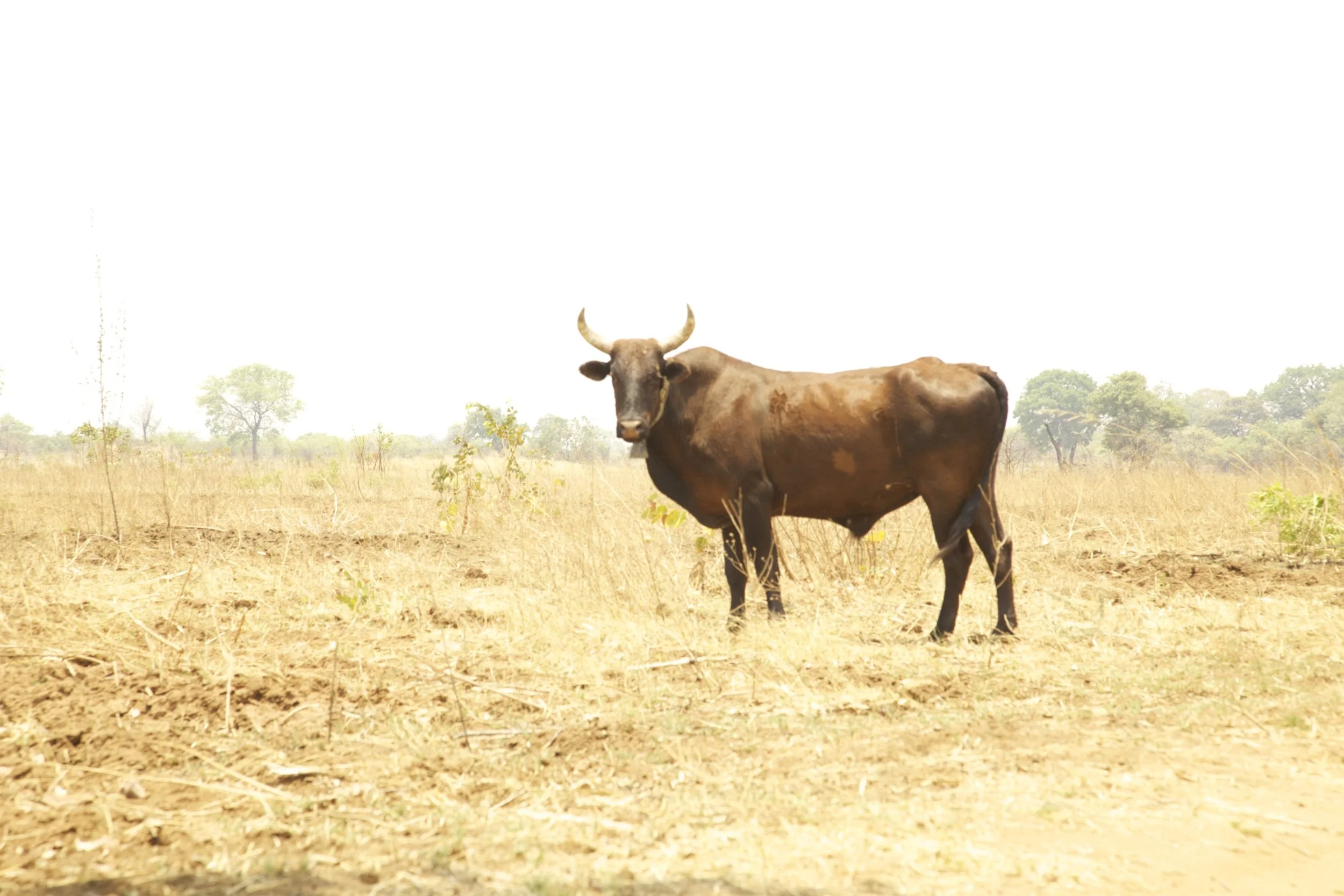 wandering bull.jpg