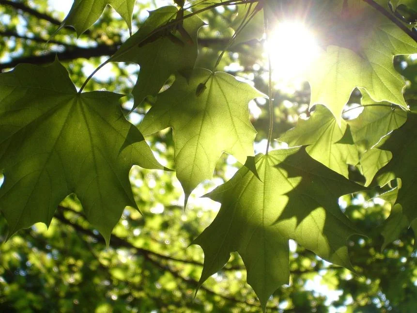 leaves-sun.jpg