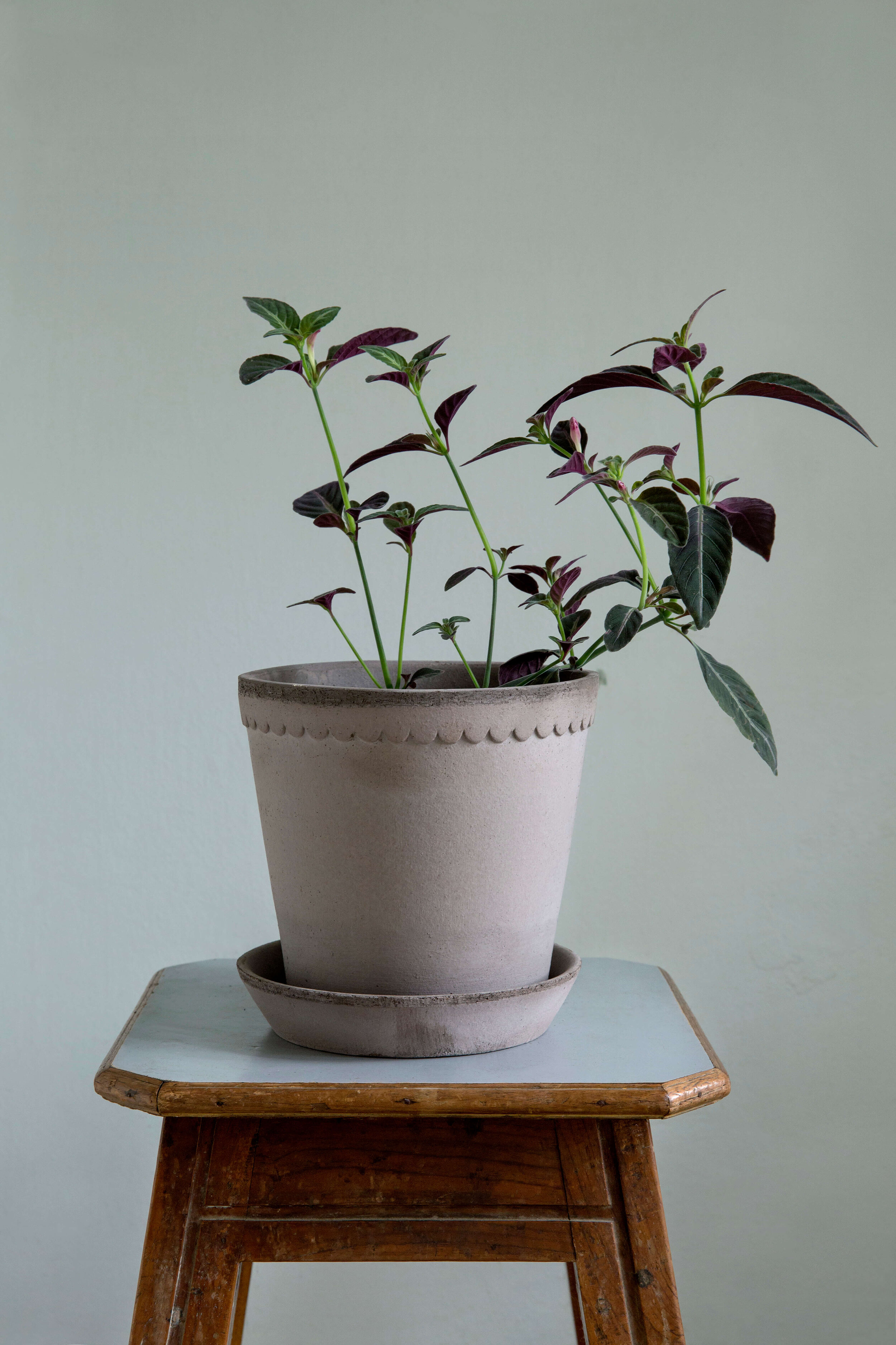 Bergs_Helena_graa_single_taburet_plante.jpg