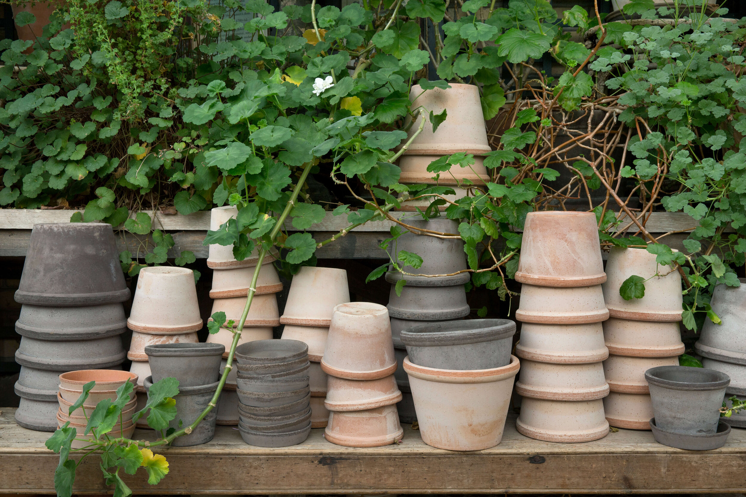 Bergs_Parade_graa_rosa_stablet_samling_krukker.jpg
