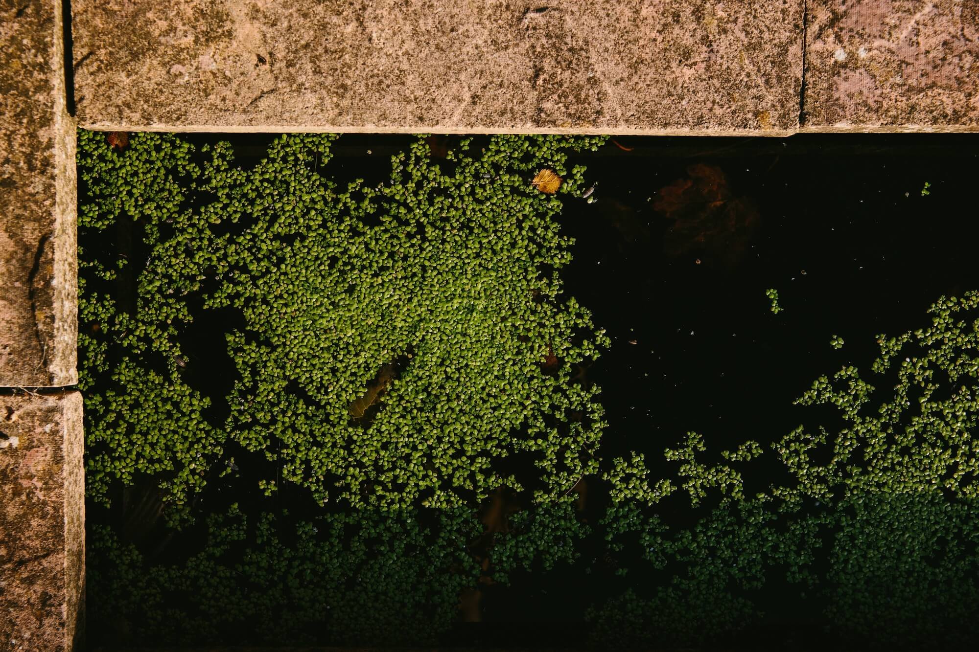 Wildflower Ouseburn Florist Newcastle.jpg