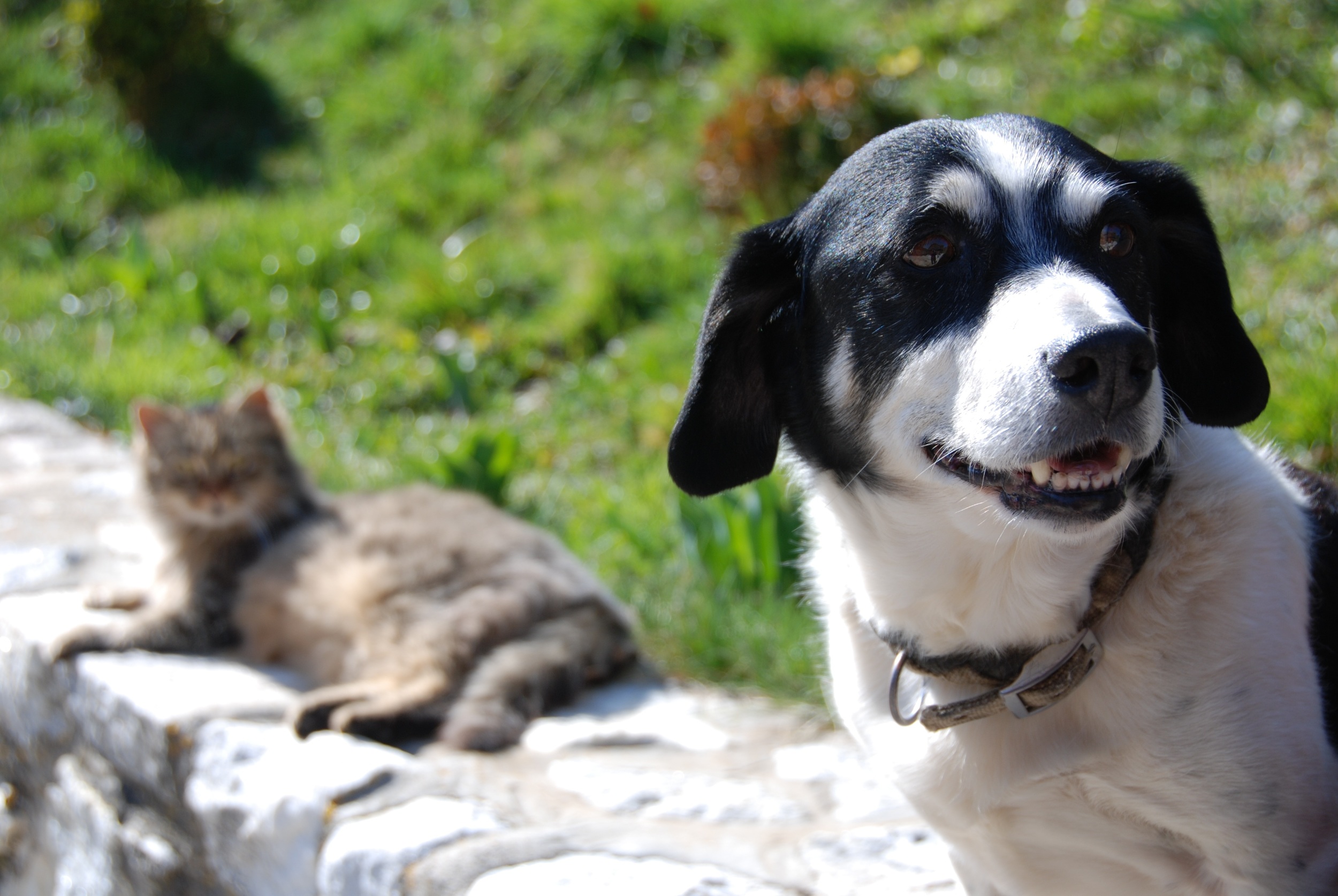 dog-1217513.jpg