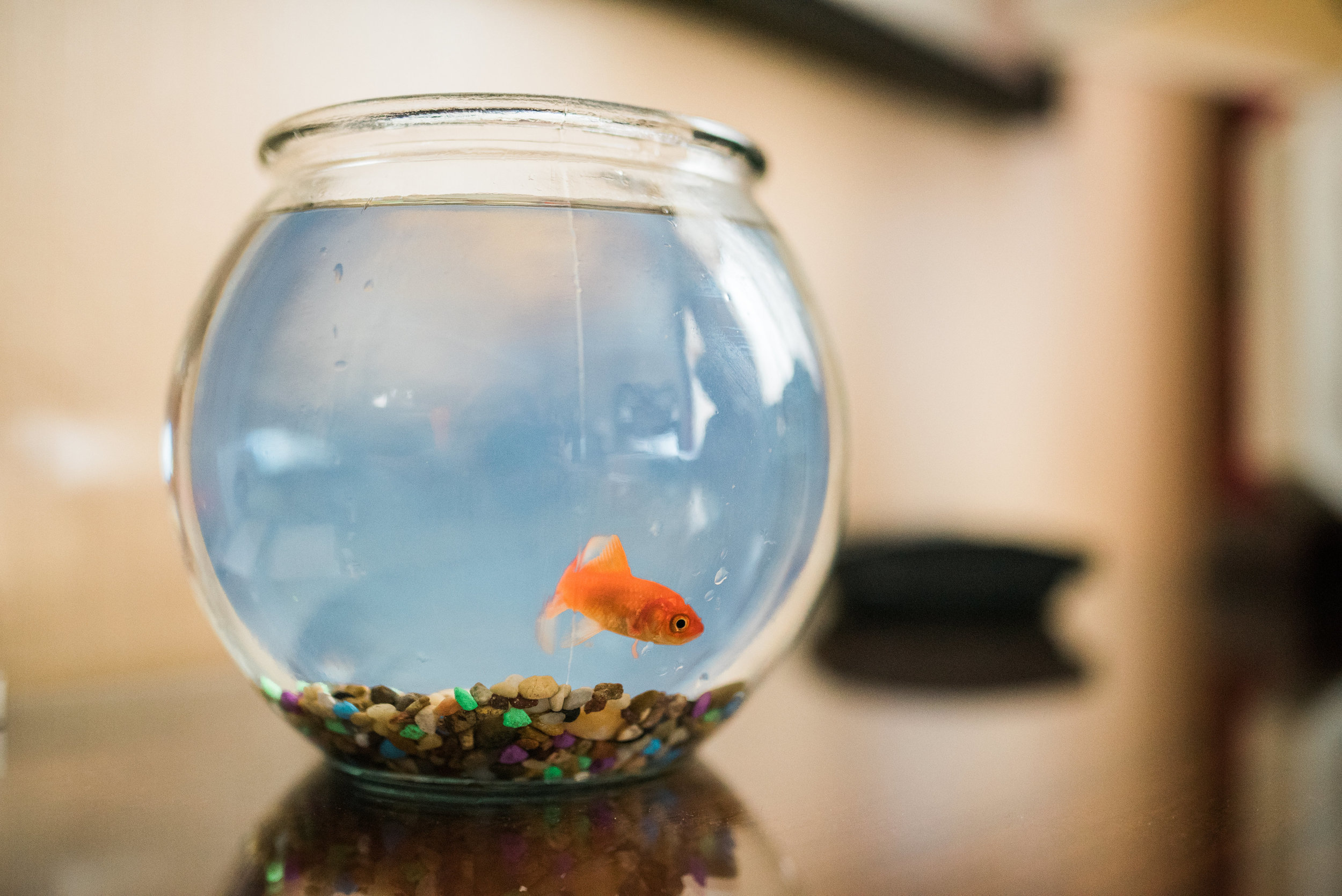 They also gave us a goldfish to keep us company in our room! We named him Fishy - very creative.