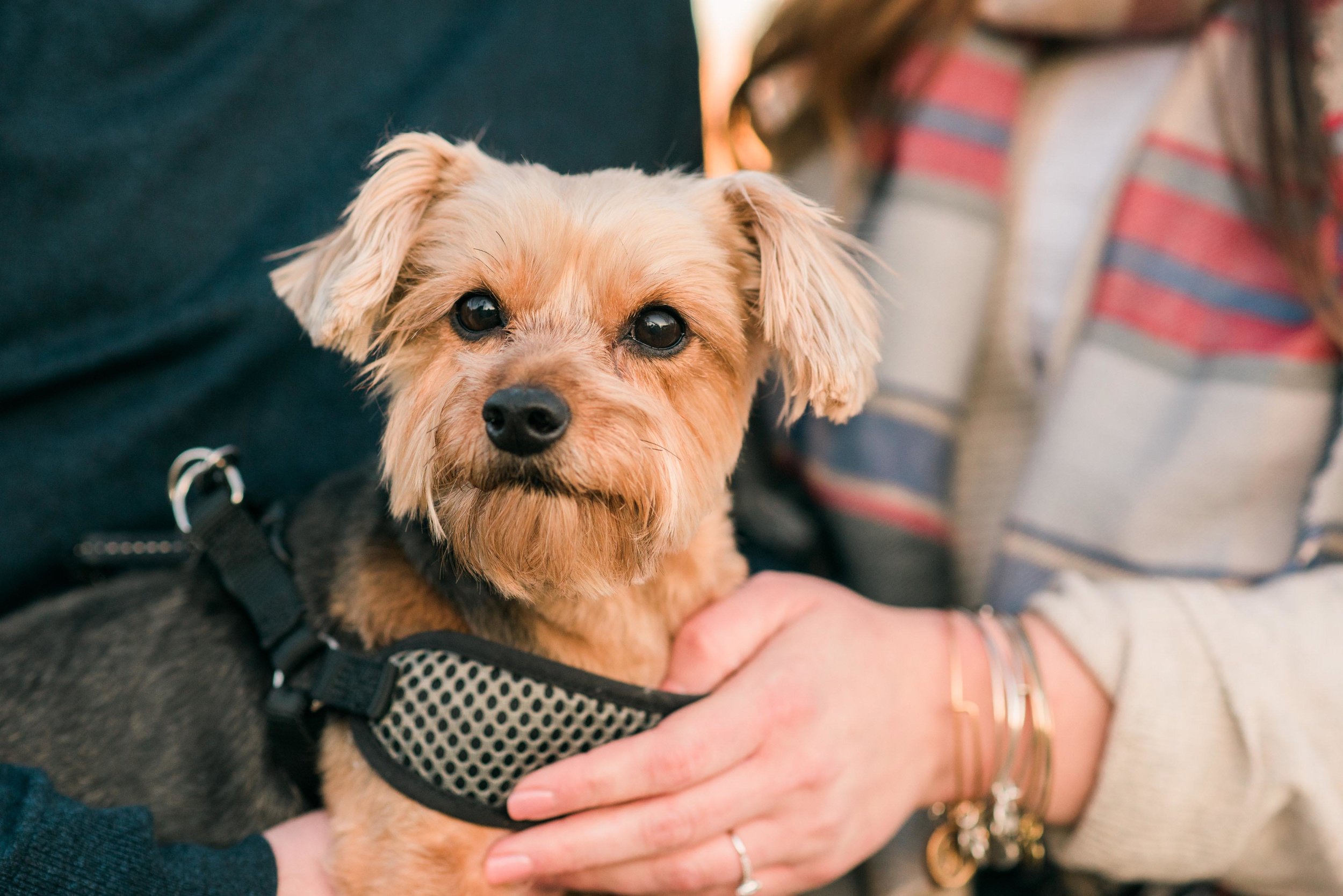 pittsburgh wedding photographers, a downtown engagement