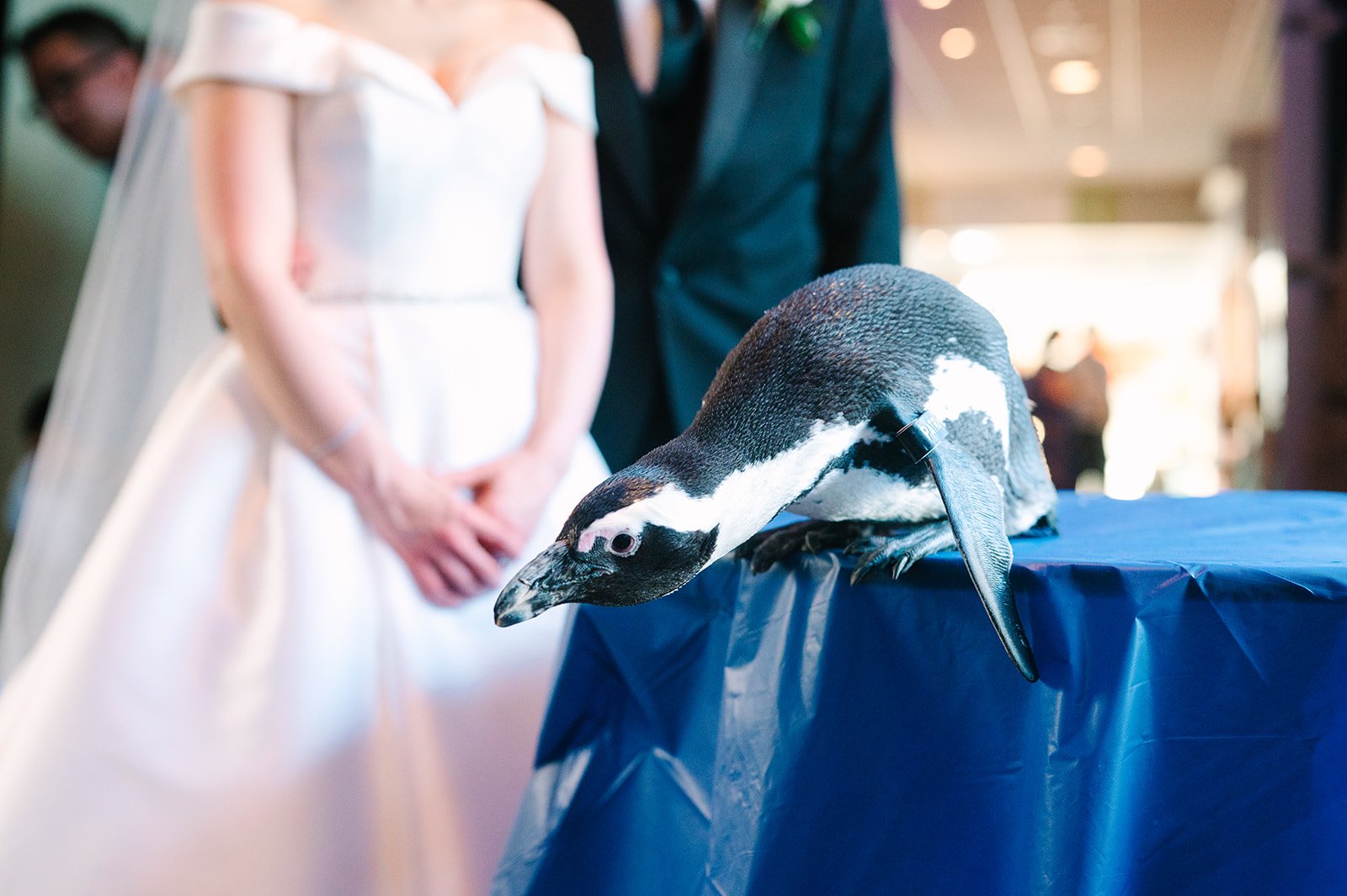the aviary wedding pittsburgh photographer