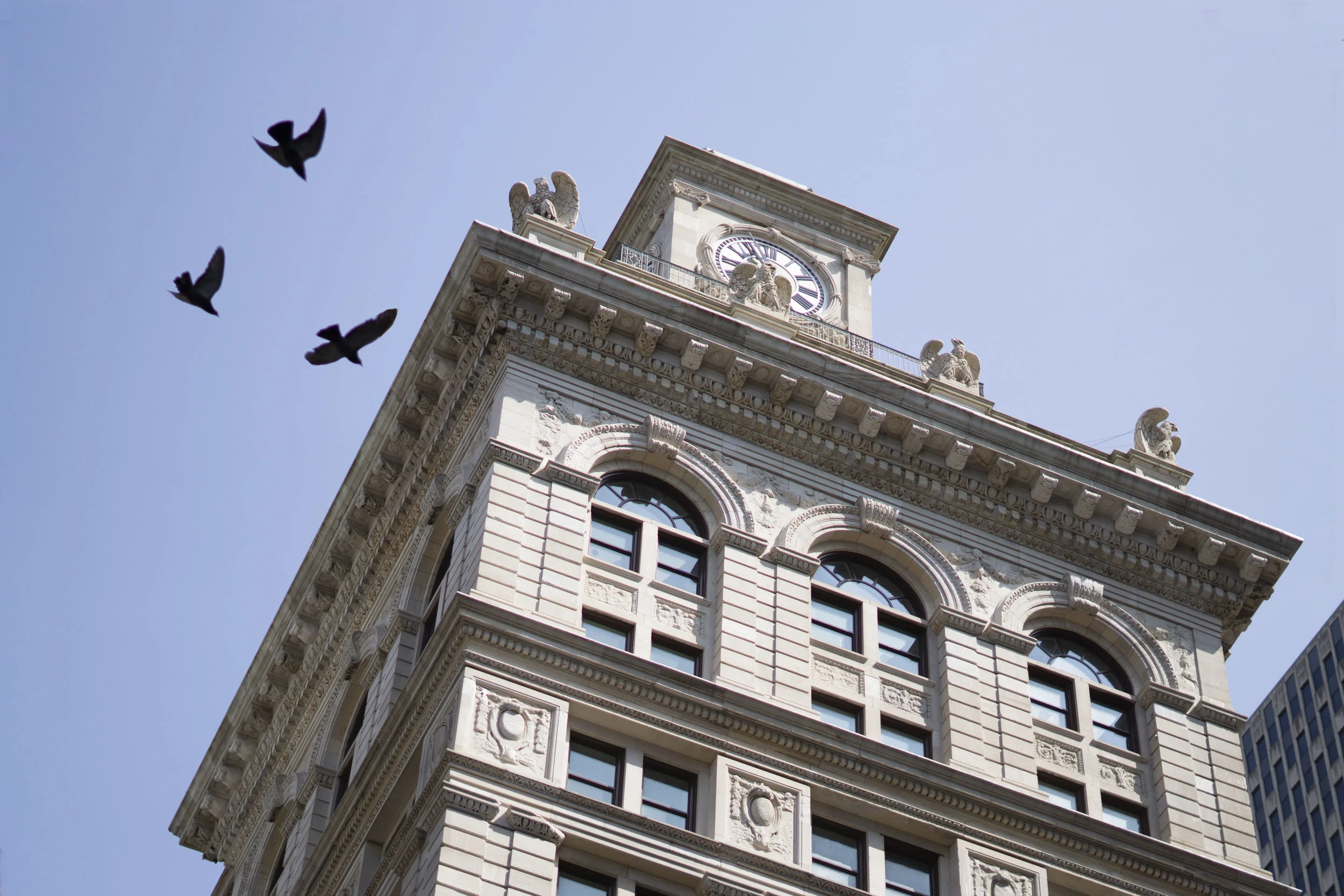 Building w birds.jpg