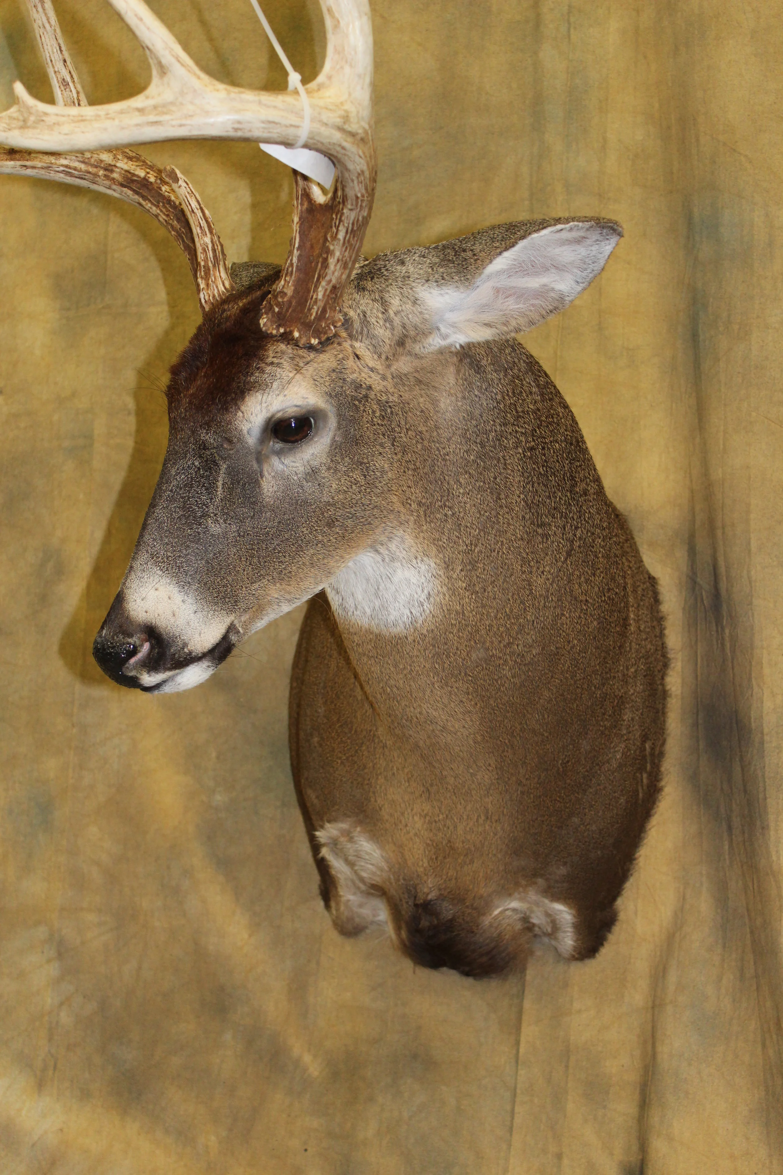 Galleries — McGuire's Taxidermy