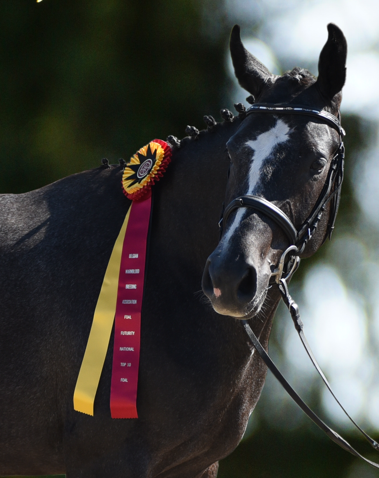 Nextravagant - Belgian Warblood (BWP) 4th Place in North America for 2 year olds 2015