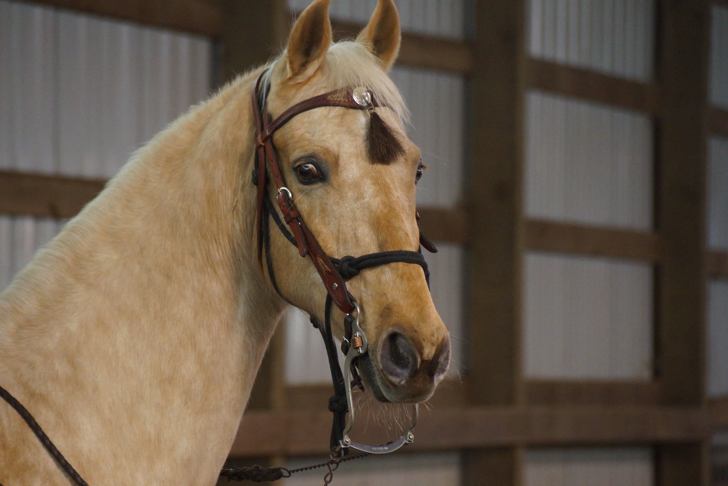 January 2013 Versatility Obstacle Clinic 115.jpg