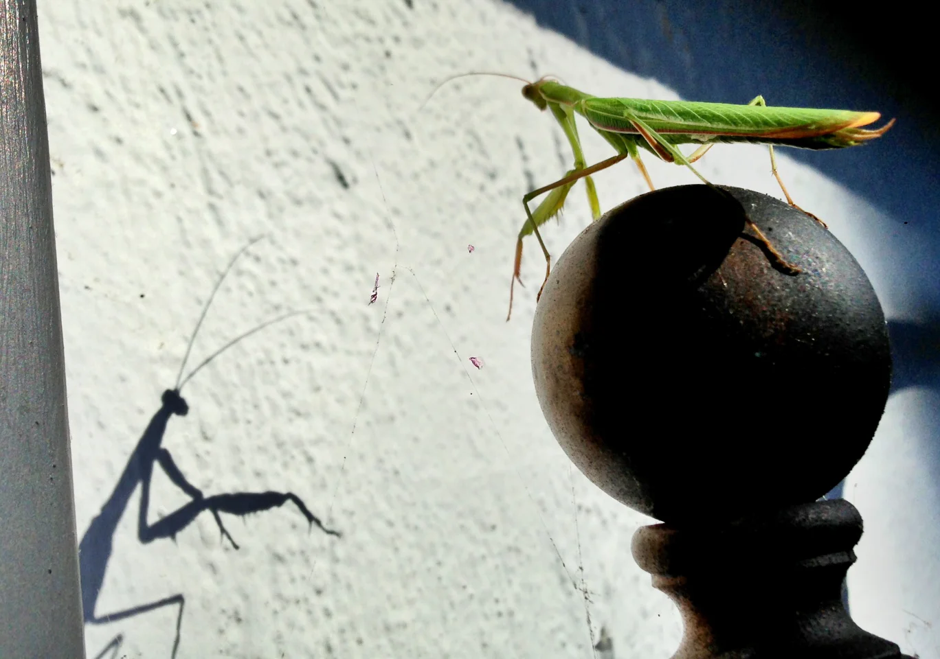 praying_mantis1.jpg
