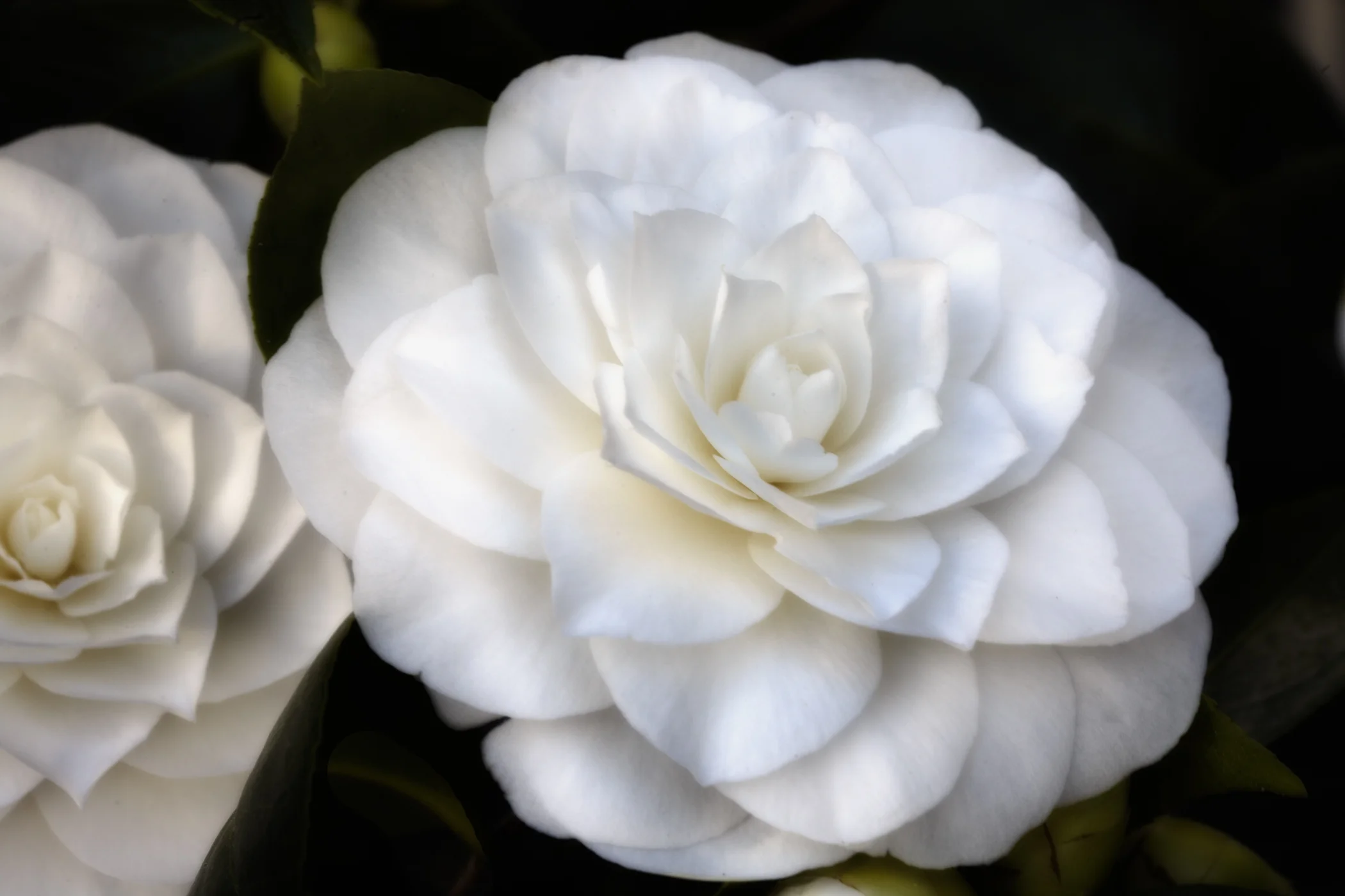 camelia-stu_(1_of_1).jpg