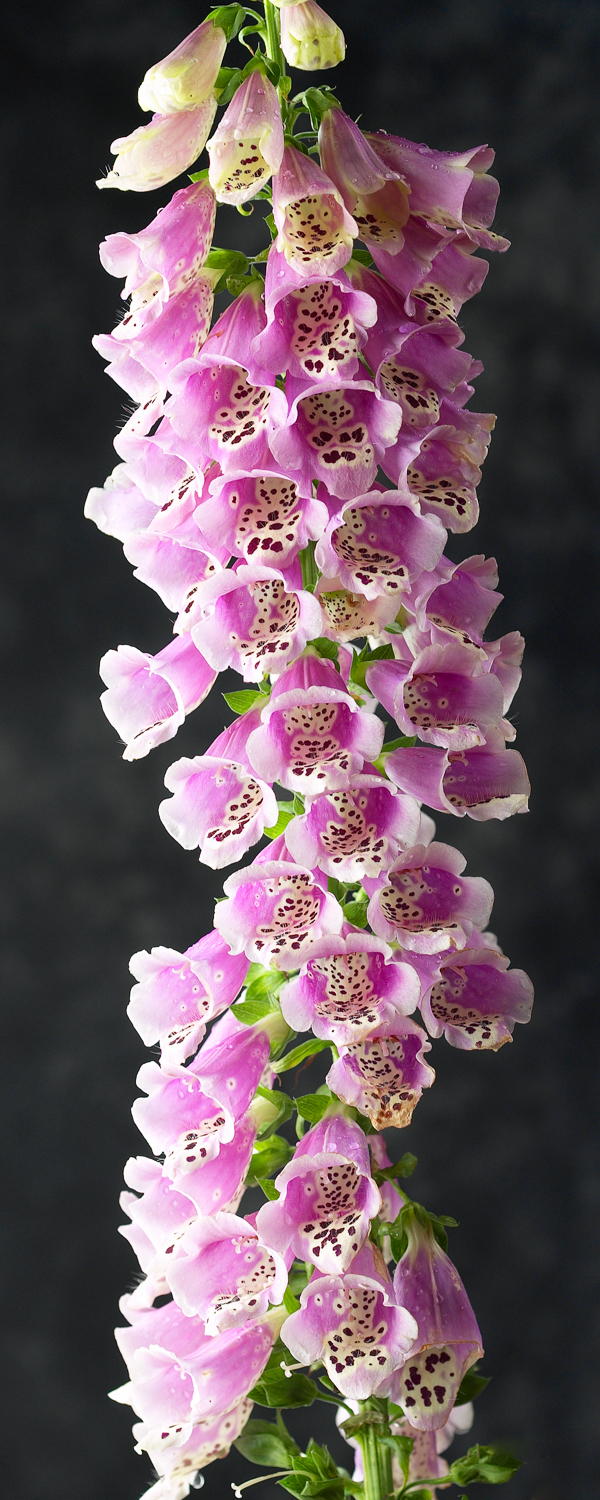 foxglove_4x10.jpg