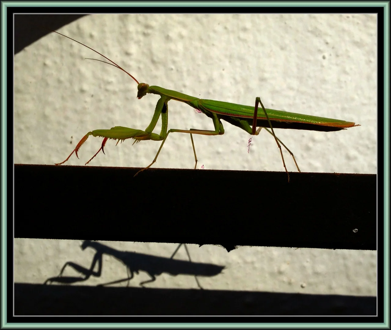 praying_mantis2.jpg