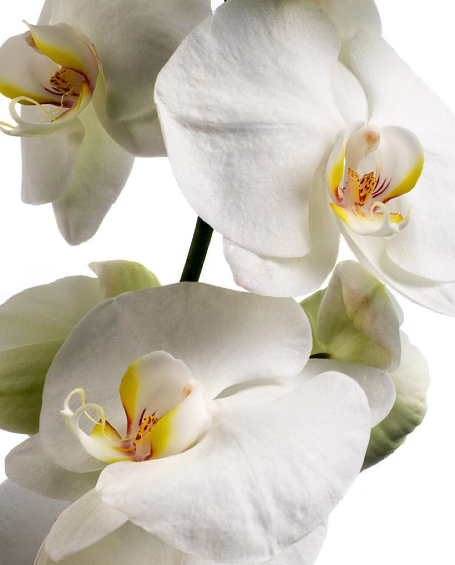 Orchids - DOLCE FLOR