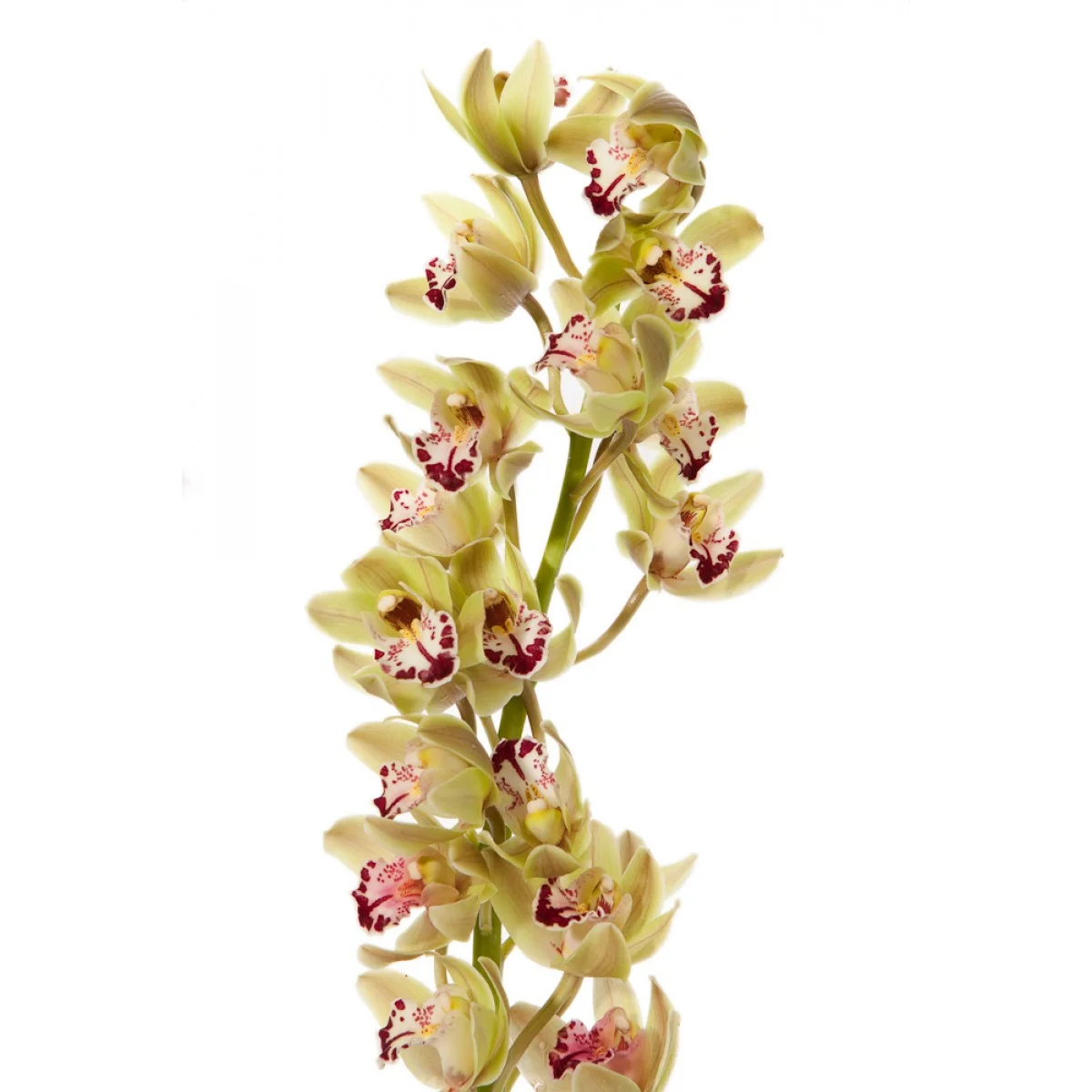 green_mini-cymbidium_orchid_1 (1).jpg