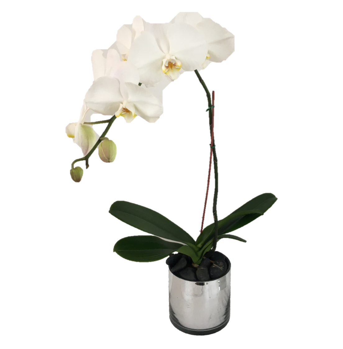 orchid 1 reszie eide .png