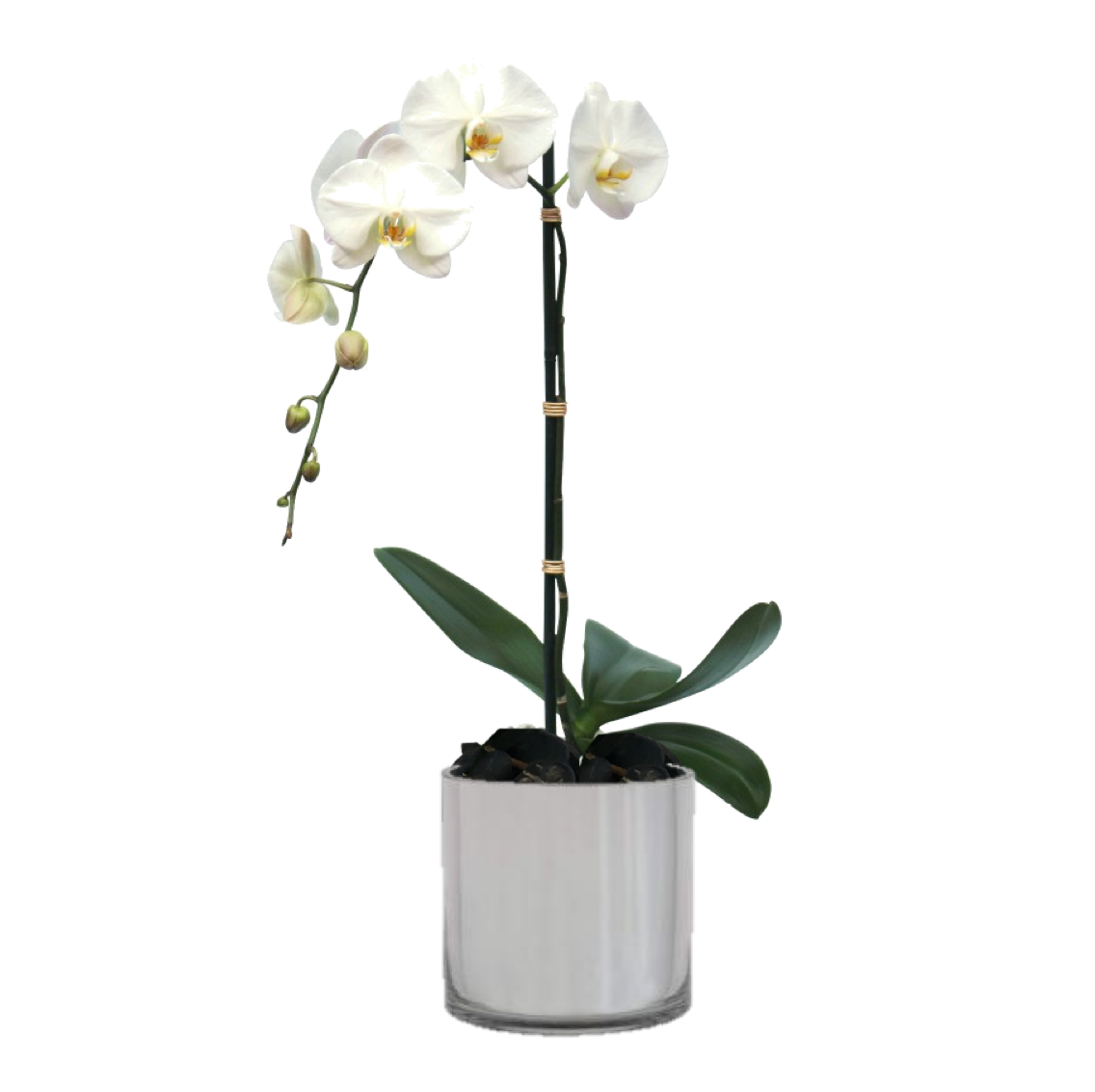 orchid 2 sized.png