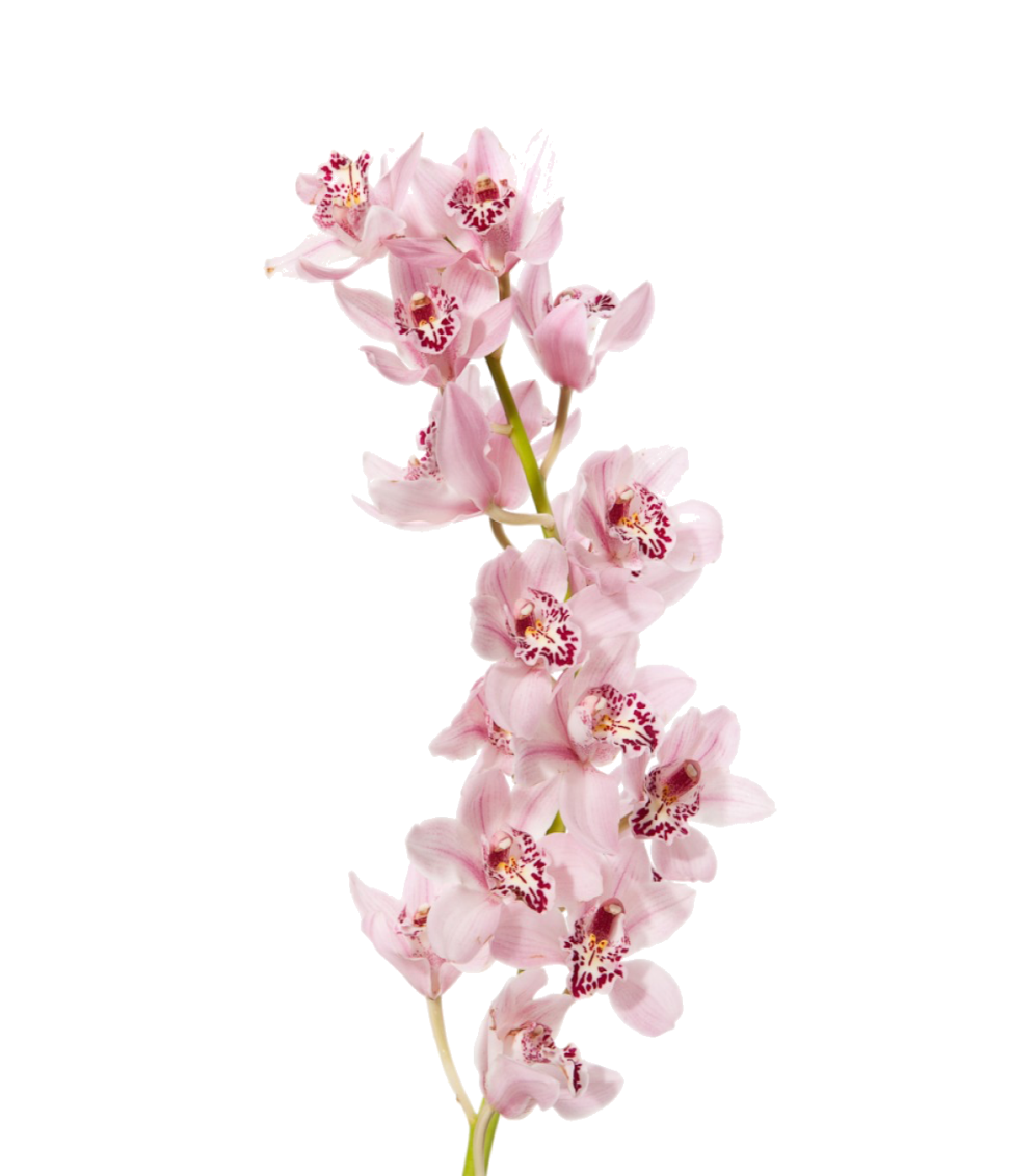 pink cym for website shop.png
