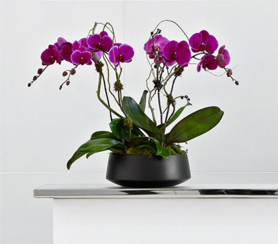purple orchid.png
