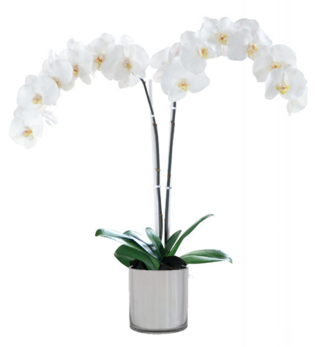 fixed double orchid website.png