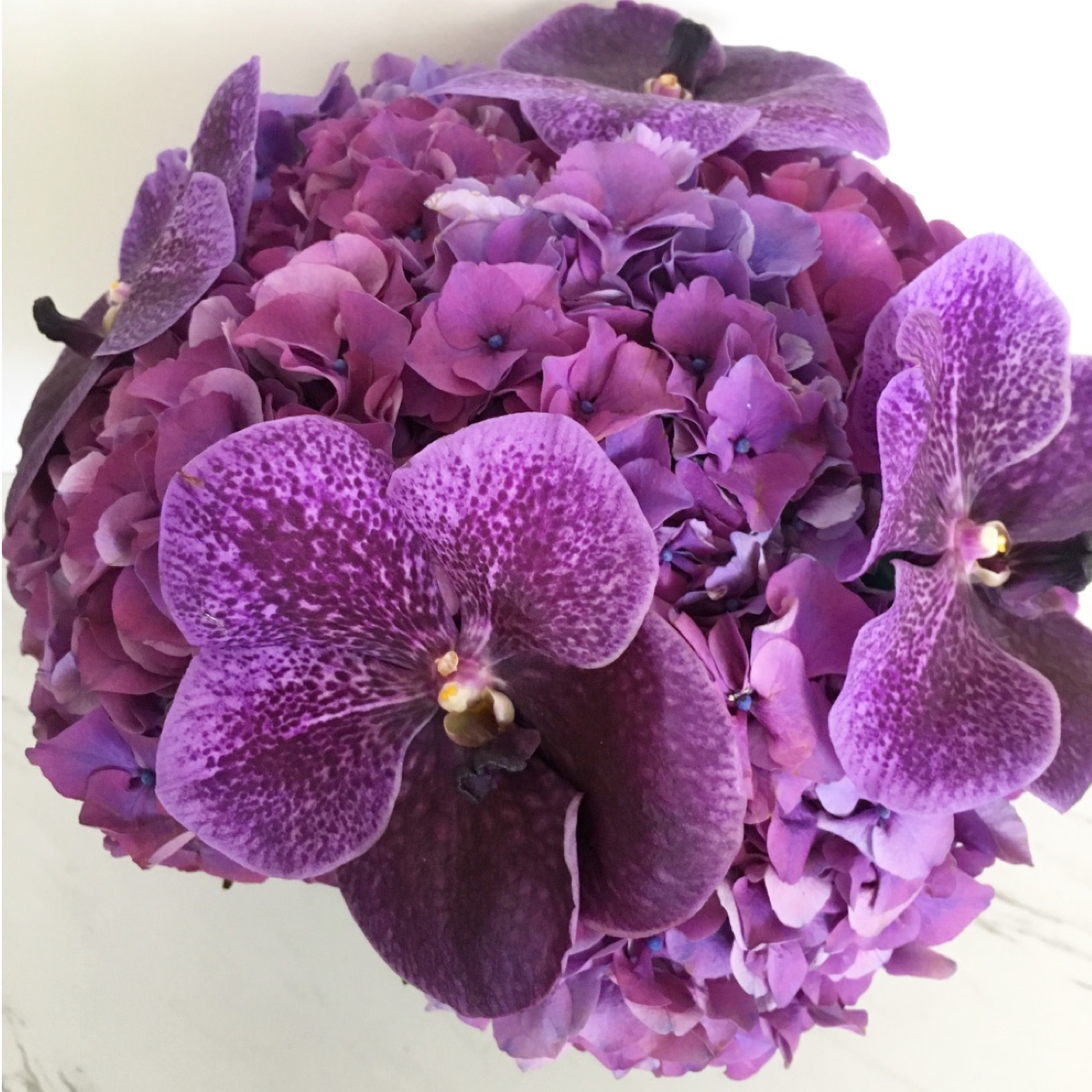 purple6.png