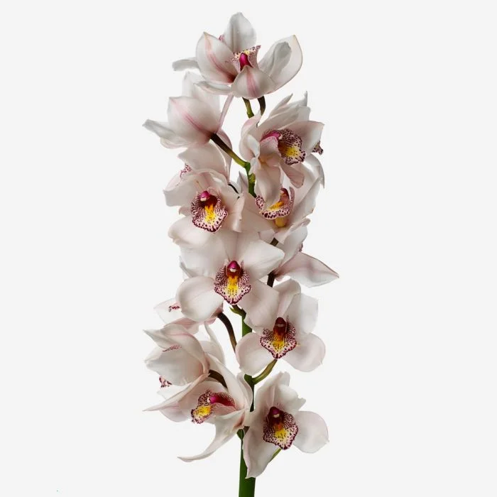 24596_cymbidium_cut_orchid.paleblush.cut_orc_cym_plp_prd_001.jpg