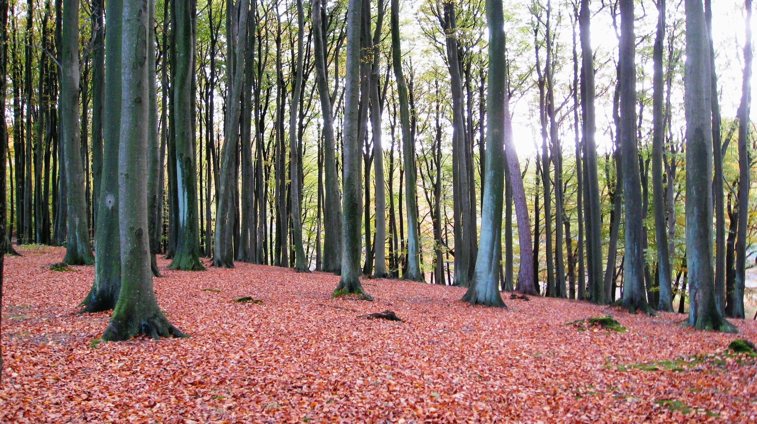 beechwood forest 2.JPG